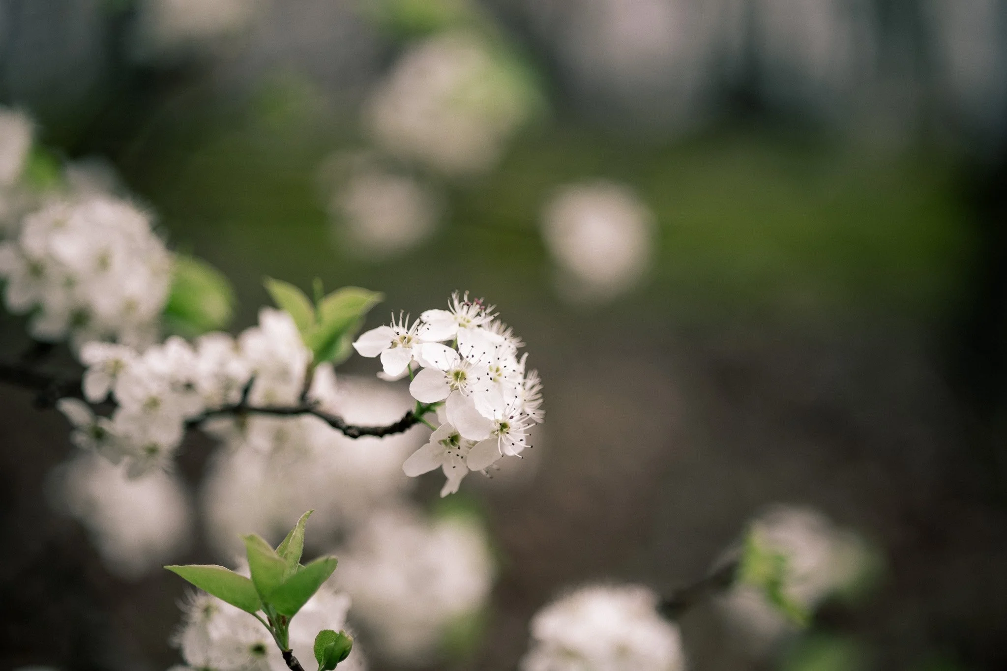 1X6A7009.jpg