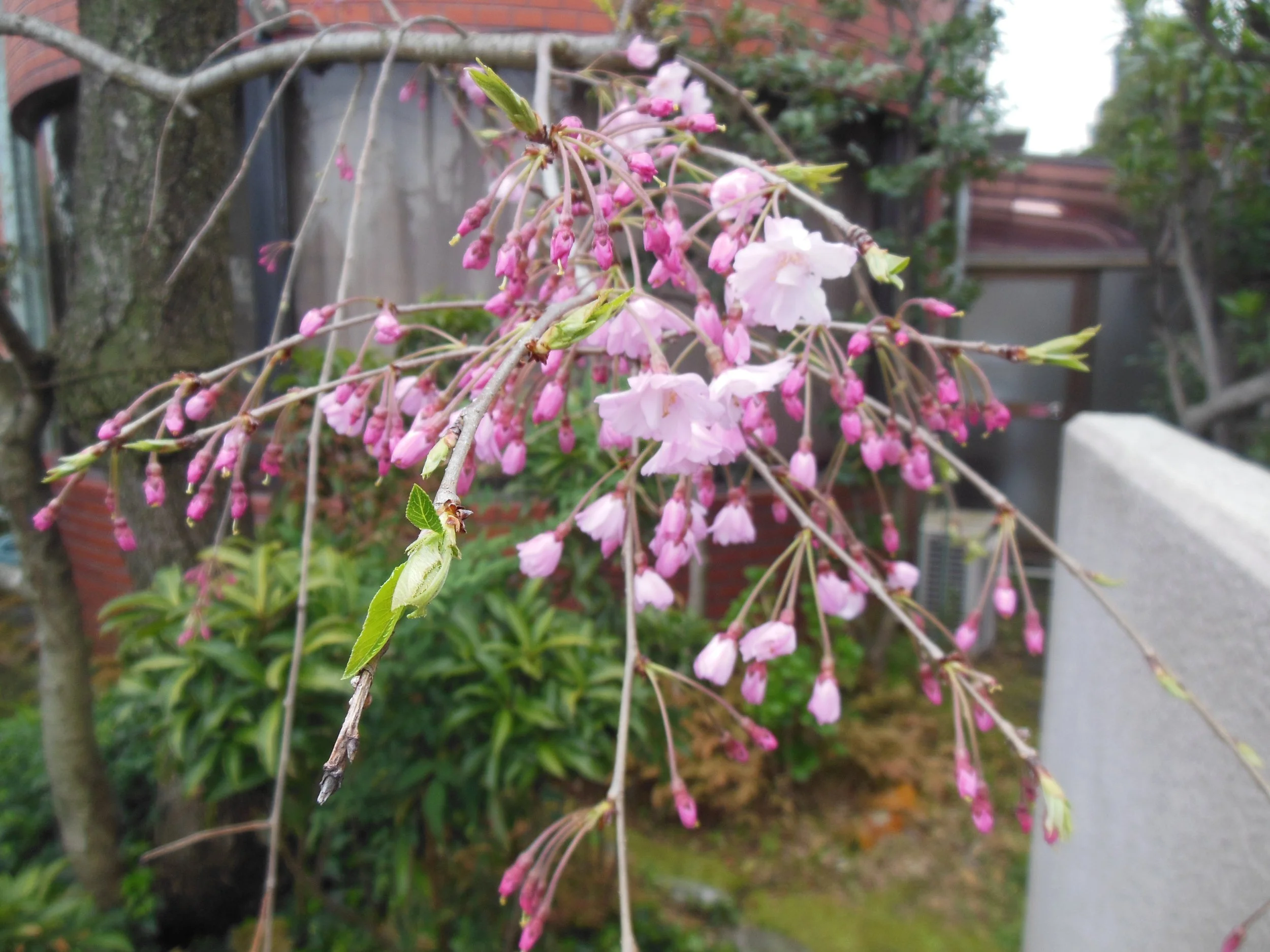 DSCN1919.JPG