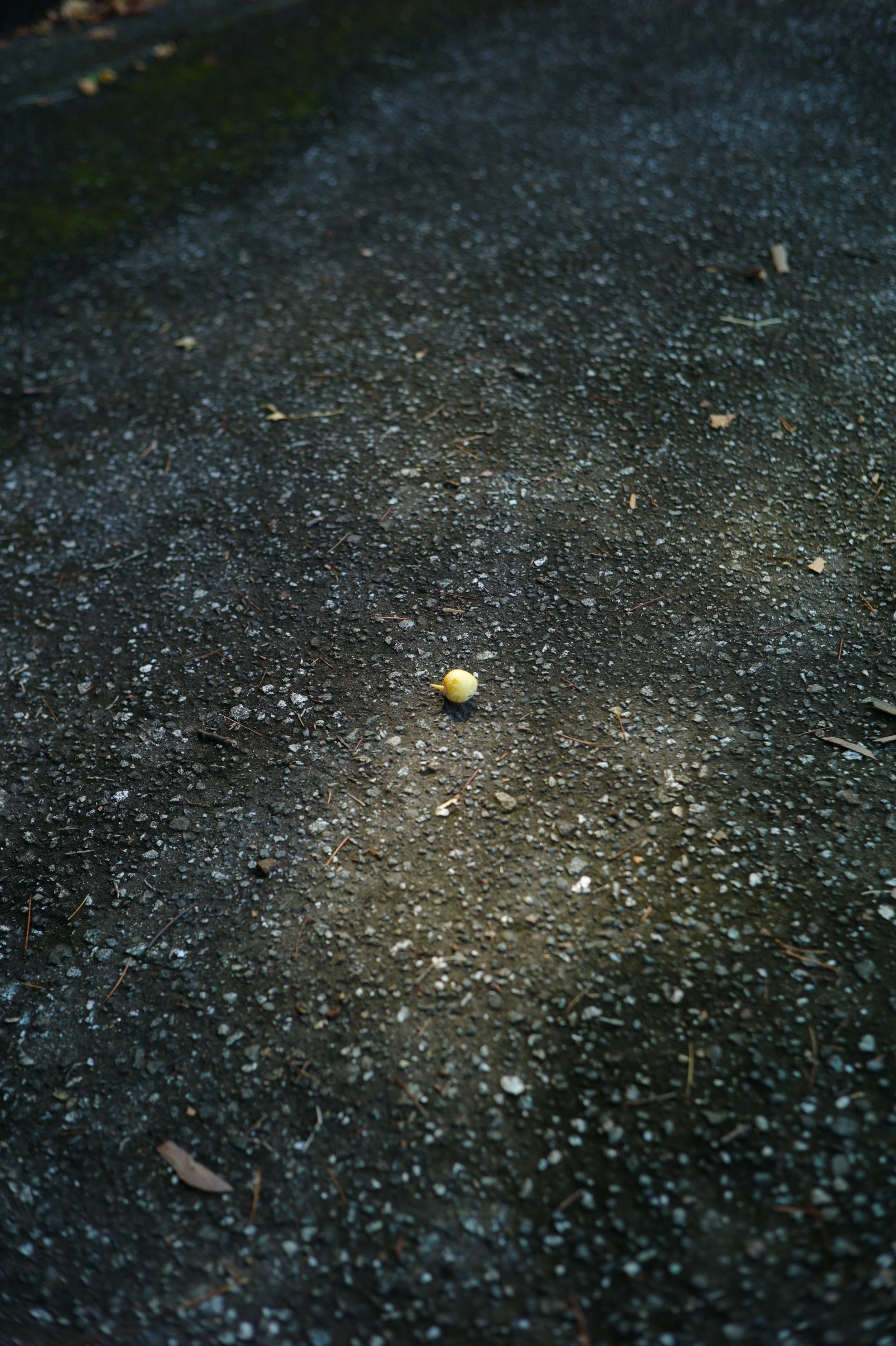 L1000933.JPG