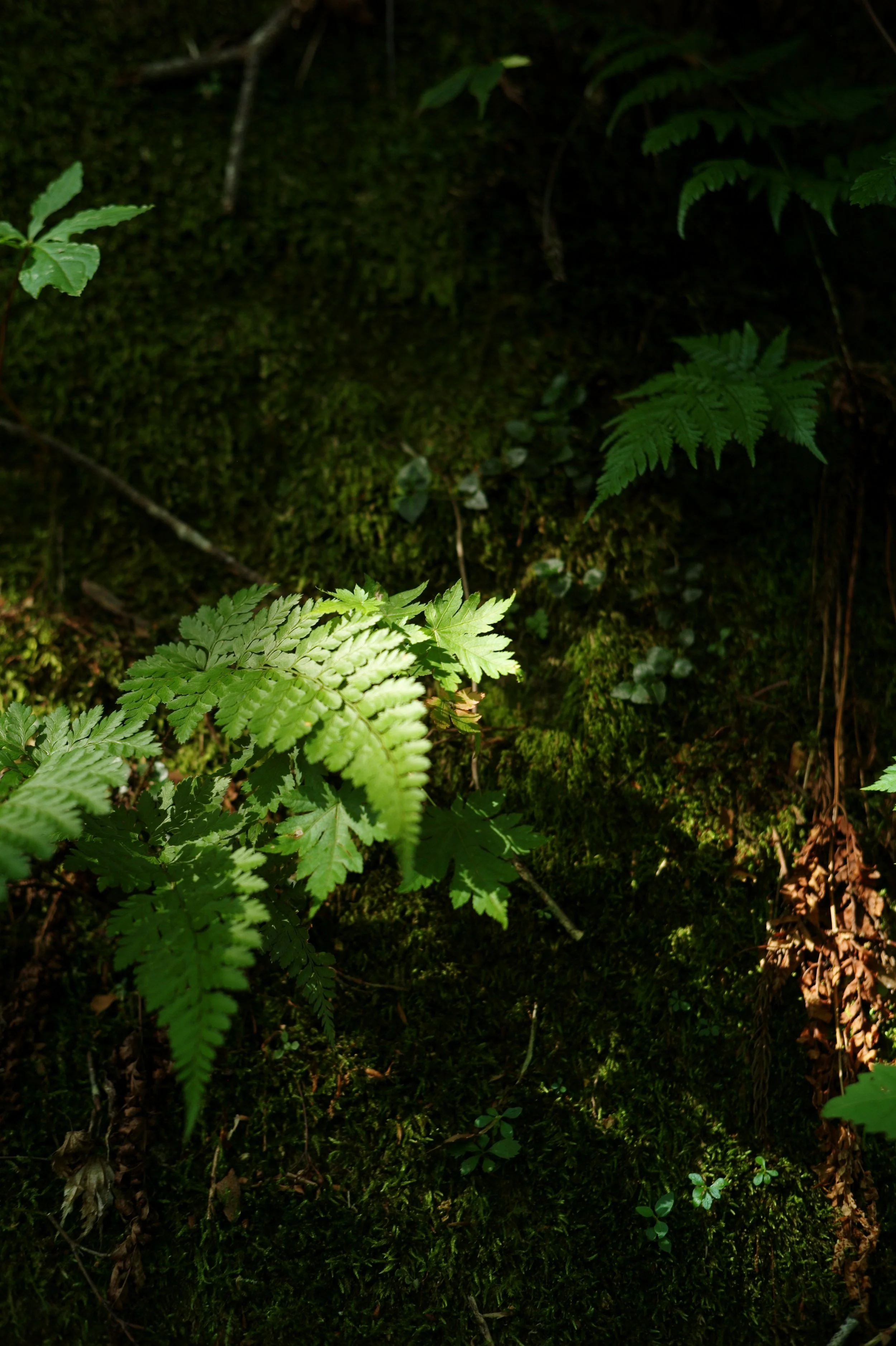 L1000658.JPG