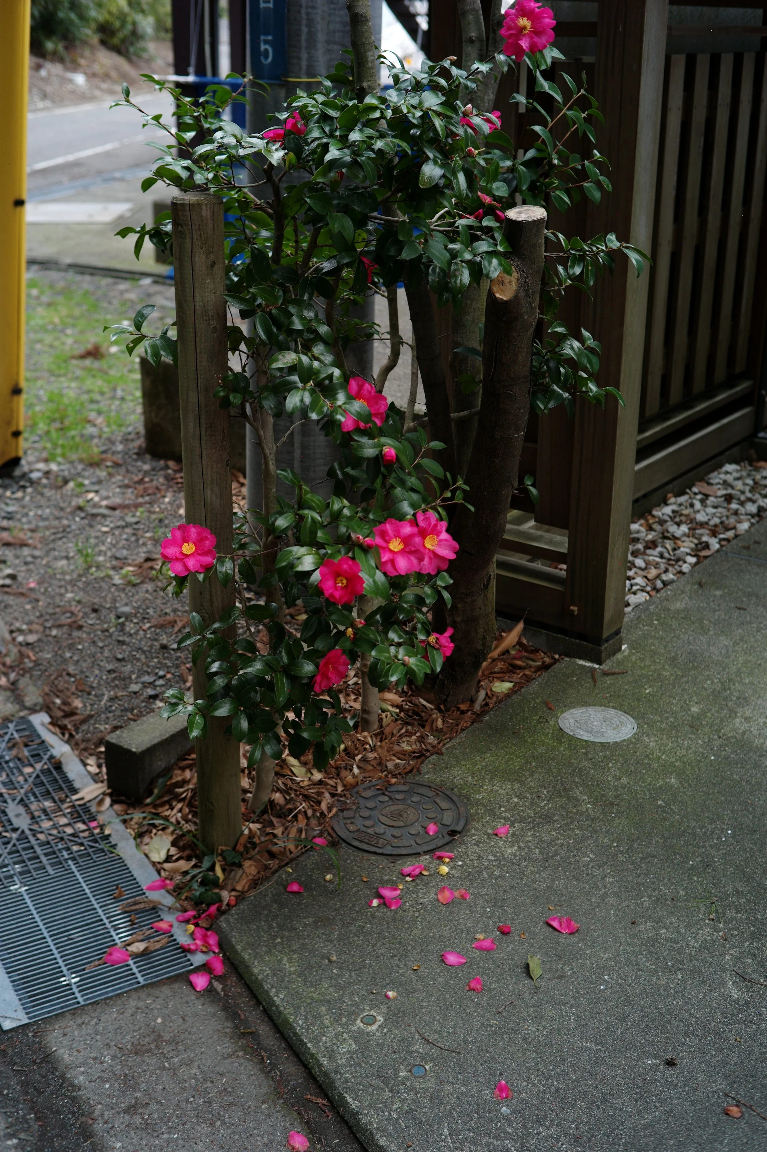 L1001786.JPG