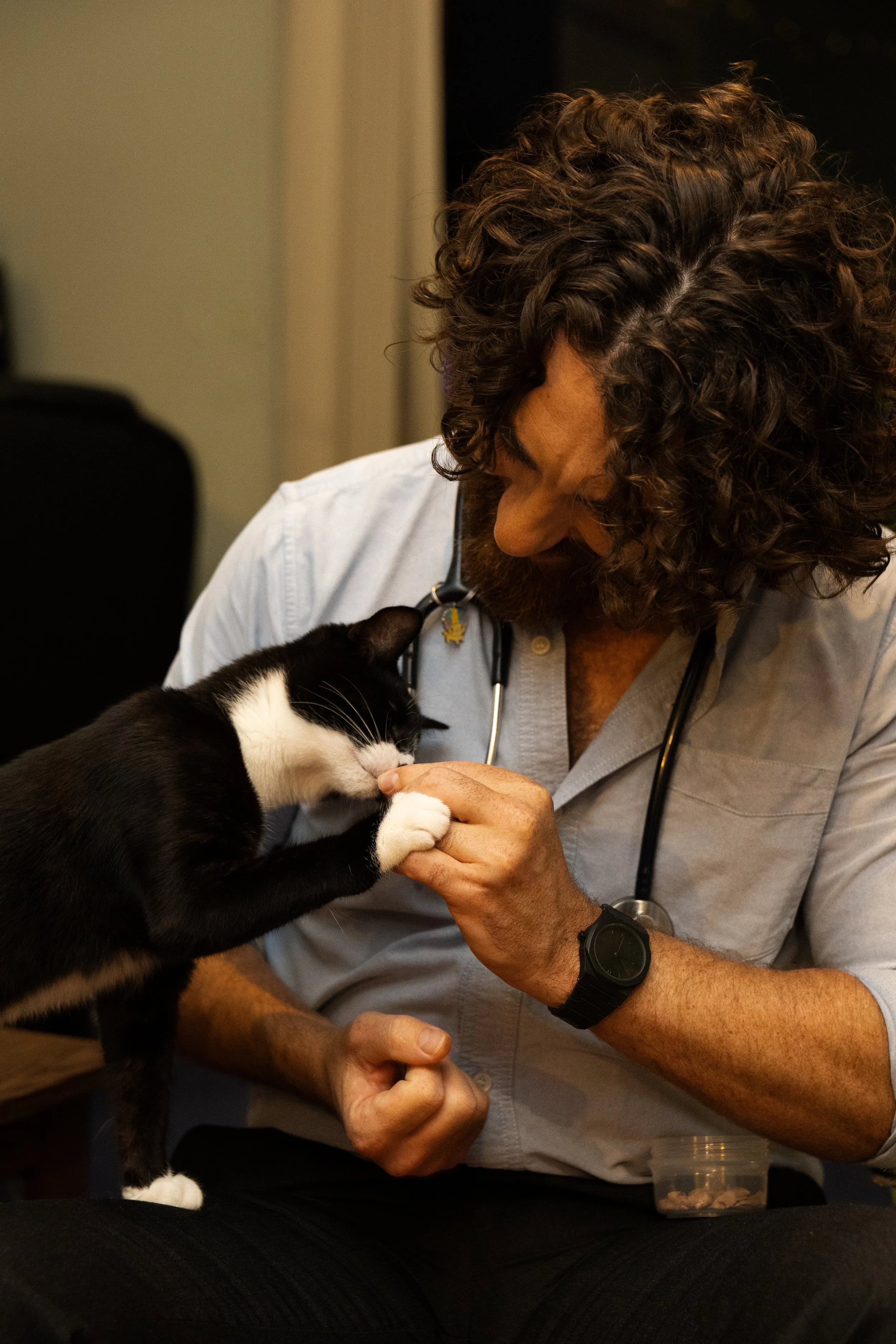 A veterinarian with curly hair, wearing a stethoscope and a wristwatch, examining a black and white cat gently touching its nose with her hand.