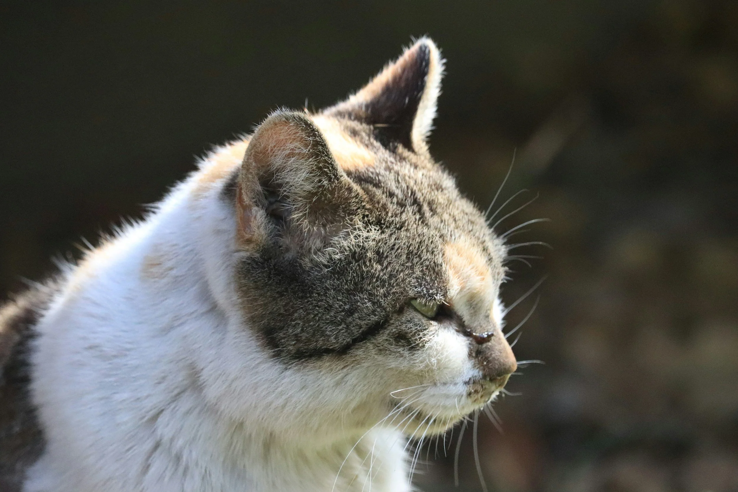 Close-up of a tabby cat's face in profile, showing fur, whiskers, and ear against a dark background.
