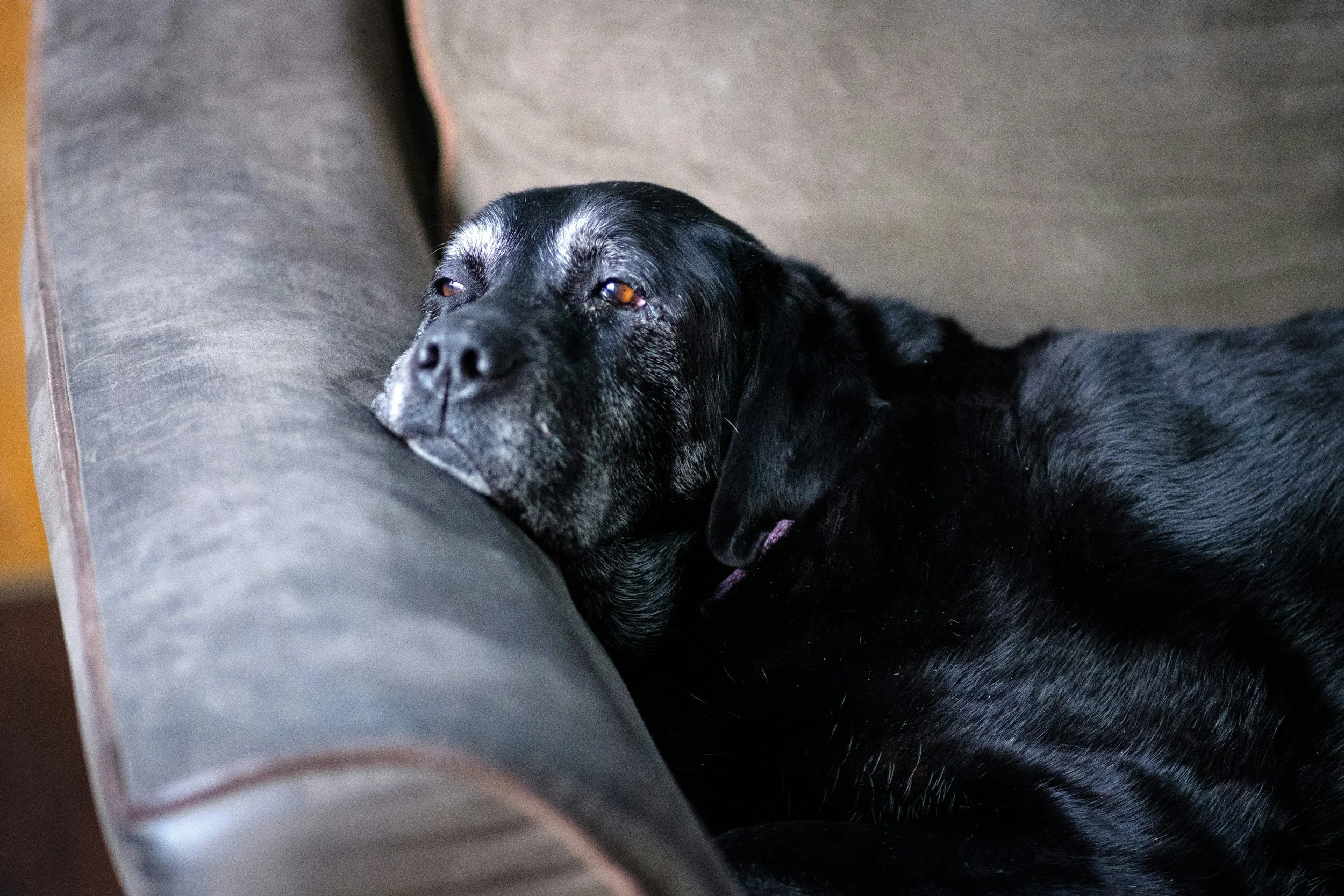 A black dog with some gray hair around its face resting its head on a couch cushion.