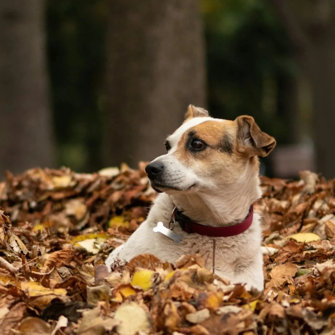 A dog lying in a pile of fallen autumn leaves in a wooded area, facing to the right with a curious expression.