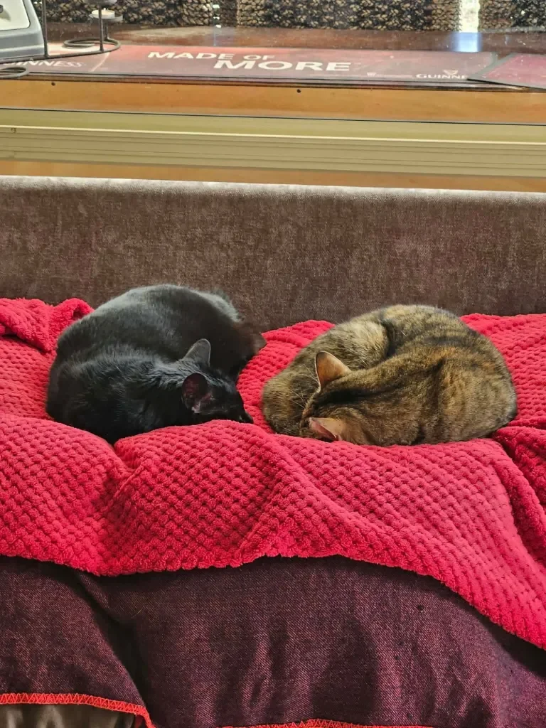 Two cats, one black and one brown tabby, sleeping curled up on a red blanket on a couch.