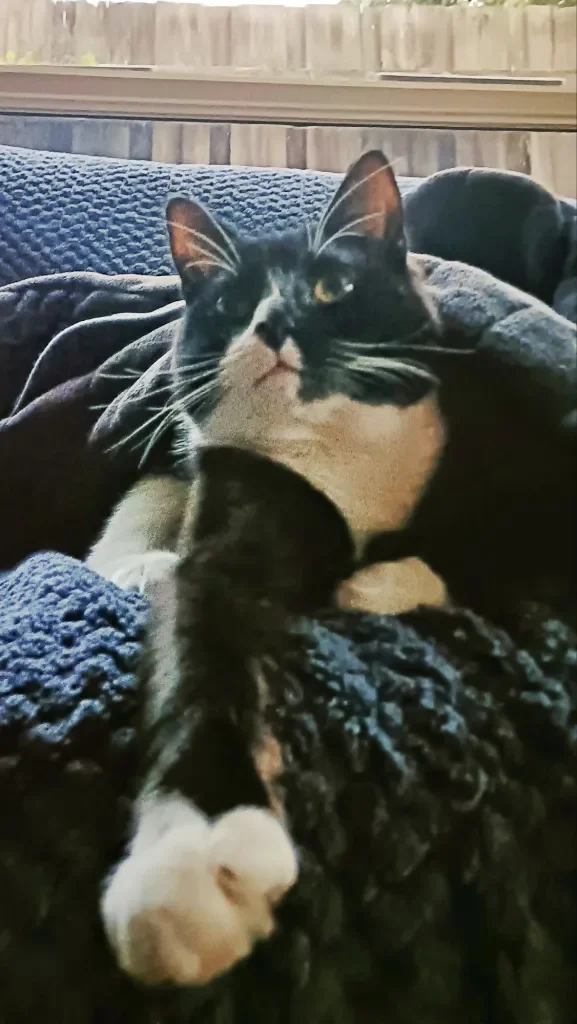 Black and white cat lying on a blanket, looking at the camera with a slight squint, with a smaller black and white kitten in front of it.