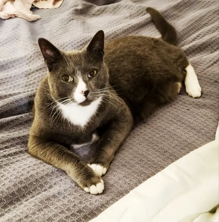 A black and white cat lying on a gray textured blanket on a bed, looking at the camera.