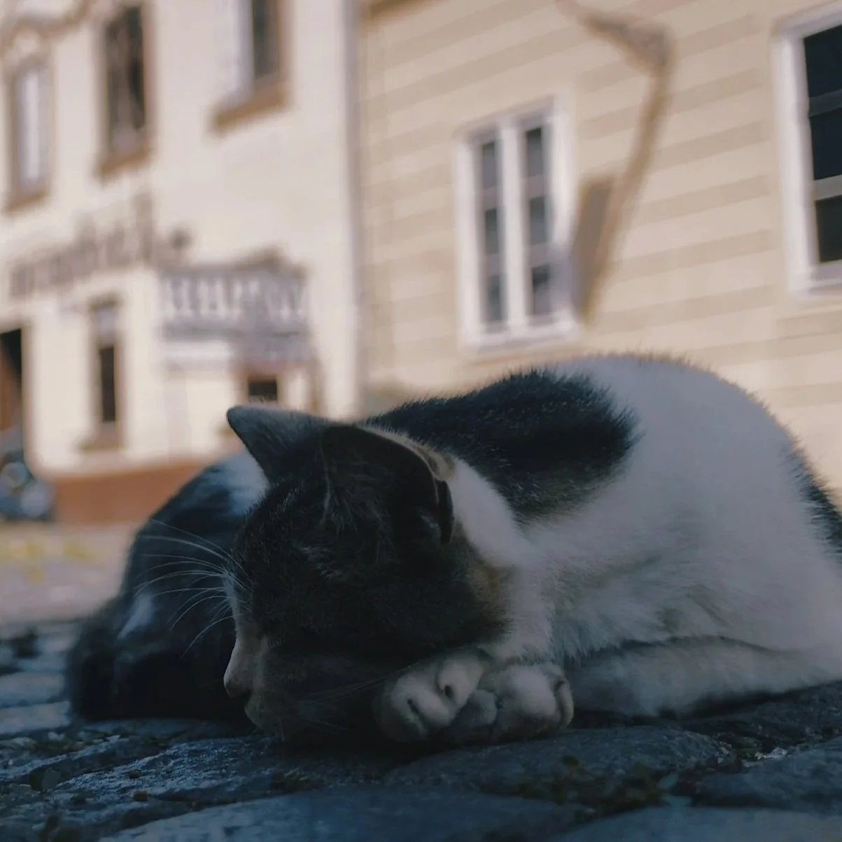 Black and white cat lying on cobblestone street with residential buildings in background.