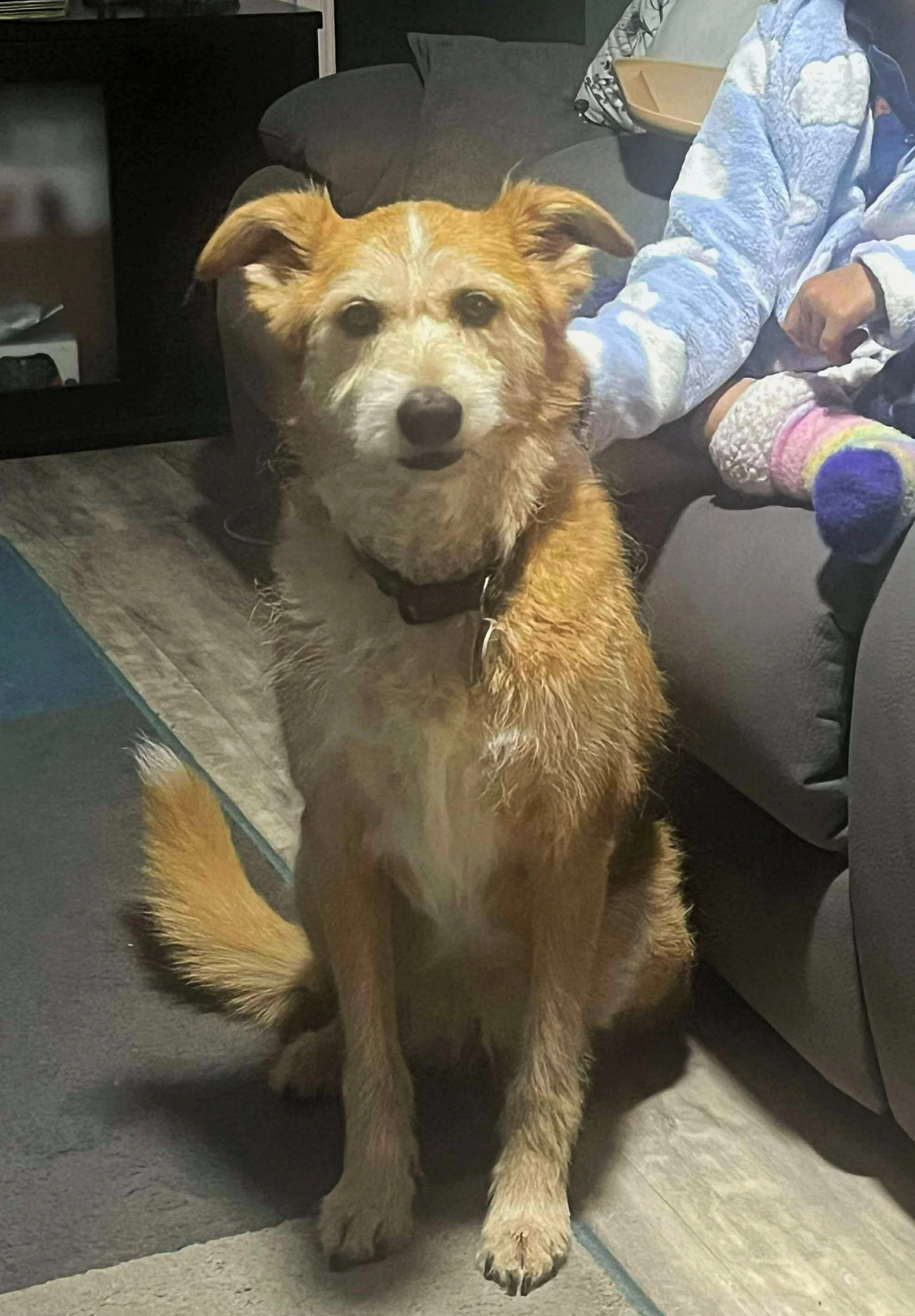 A tan and white dog with pointy ears sitting on the floor in front of a person, who is sitting on a dark-colored sofa. The dog is looking directly at the camera with a curious expression.