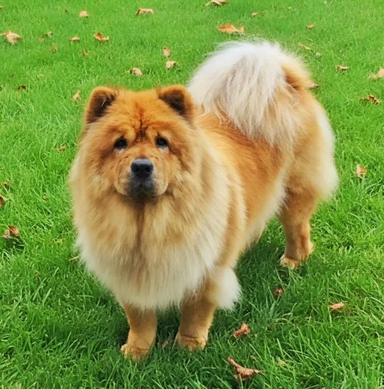 Cute fluffy Chow Chow dog with a thick mane standing on green grass with scattered fallen leaves.