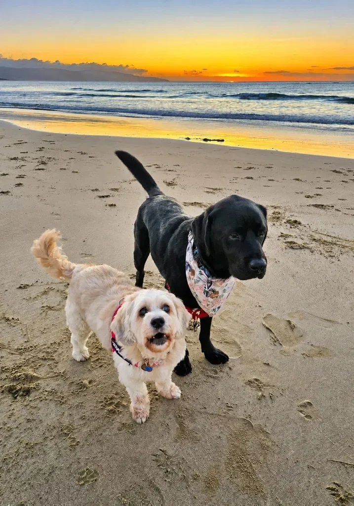 Two dogs, a small light-colored dog and a larger black dog, standing on a sandy beach at sunset with the ocean and colorful sky in the background.