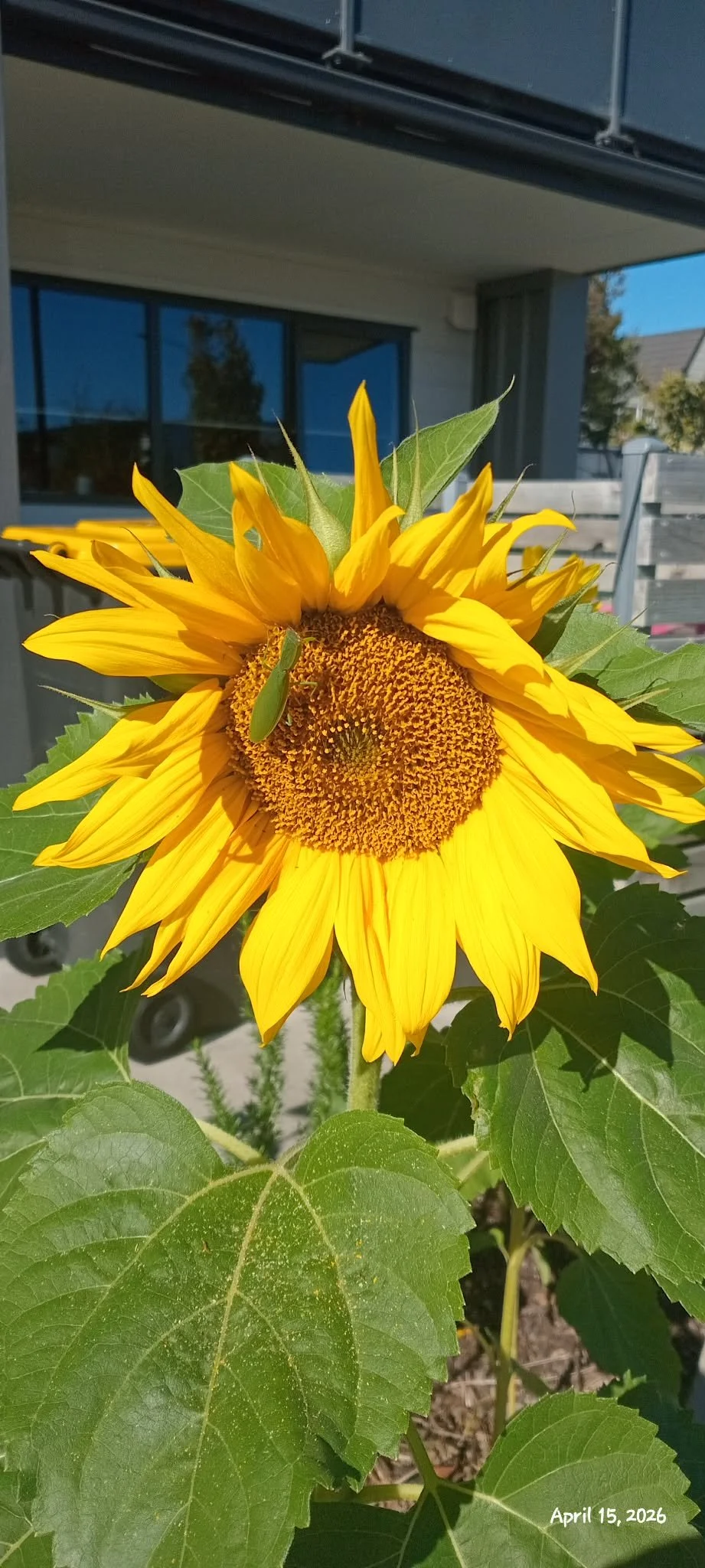 Close-up of a vibrant yellow sunflower with a green grasshopper perched on its center, sunlight illuminating the petals and green leaves around it, with a background of house windows and sky, date in bottom right corner: April 15, 2026.