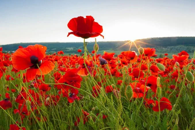 Field of red poppies with a sunset on the horizon