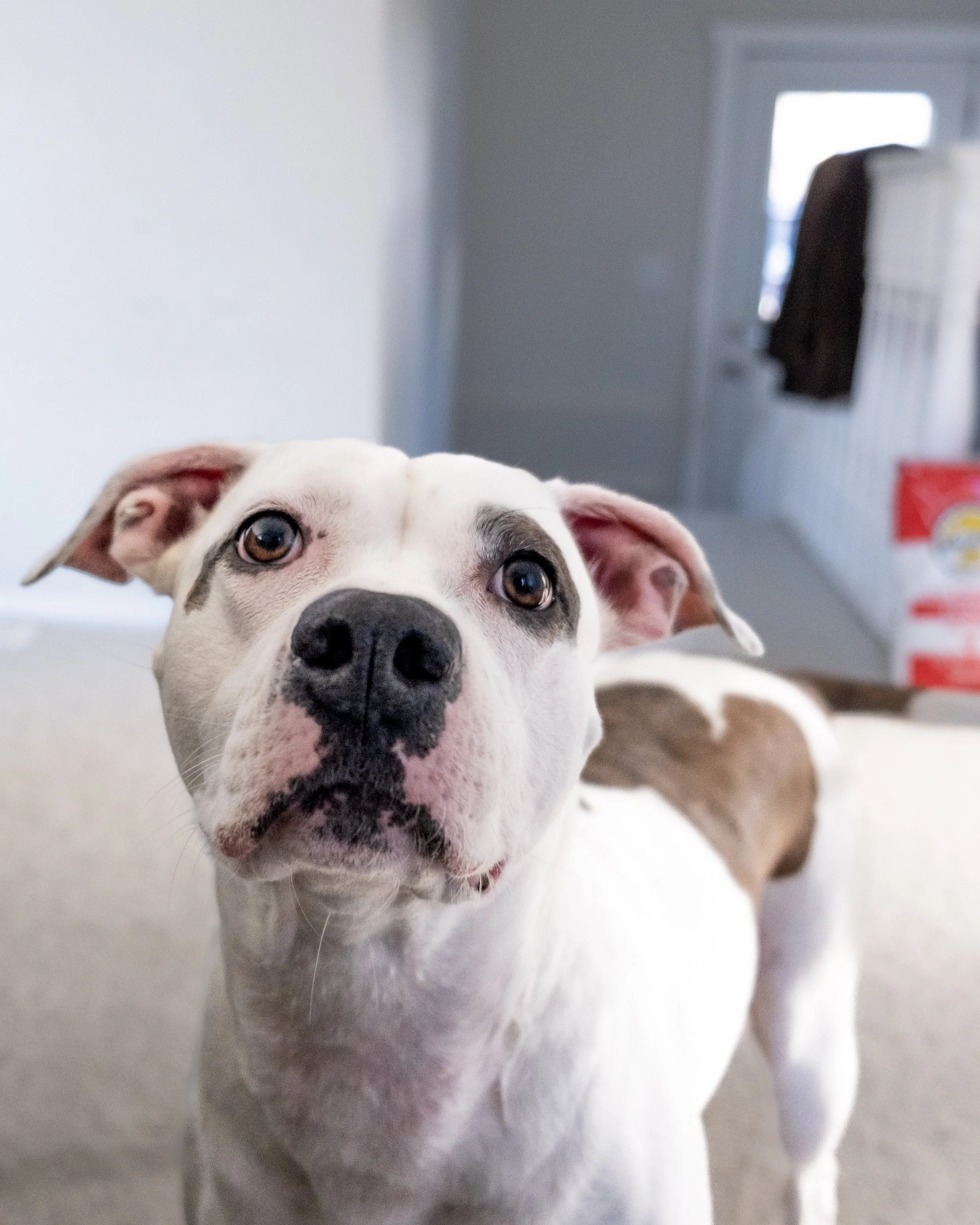 Close-up of a white dog with brown markings, looking directly at the camera with brown eyes and relaxed ears.
