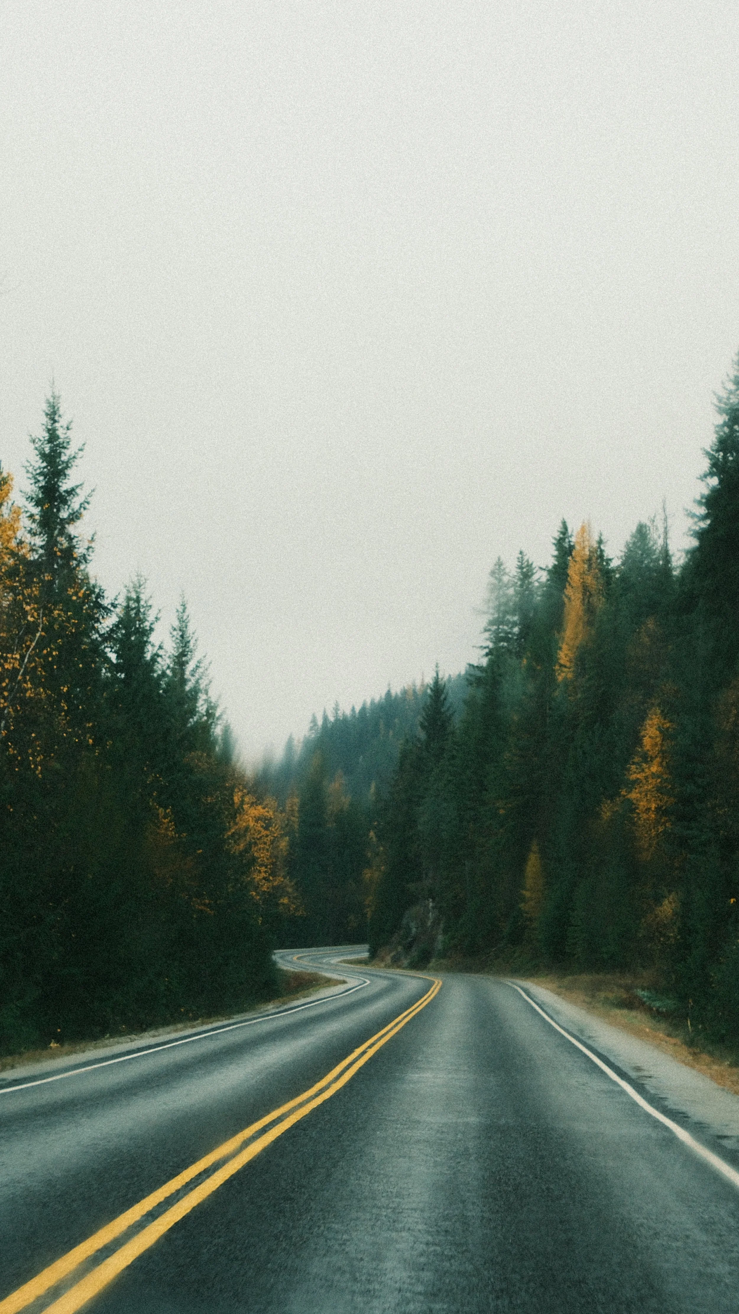 A winding two-lane road through dense forest with tall trees on both sides and a hazy sky overhead.