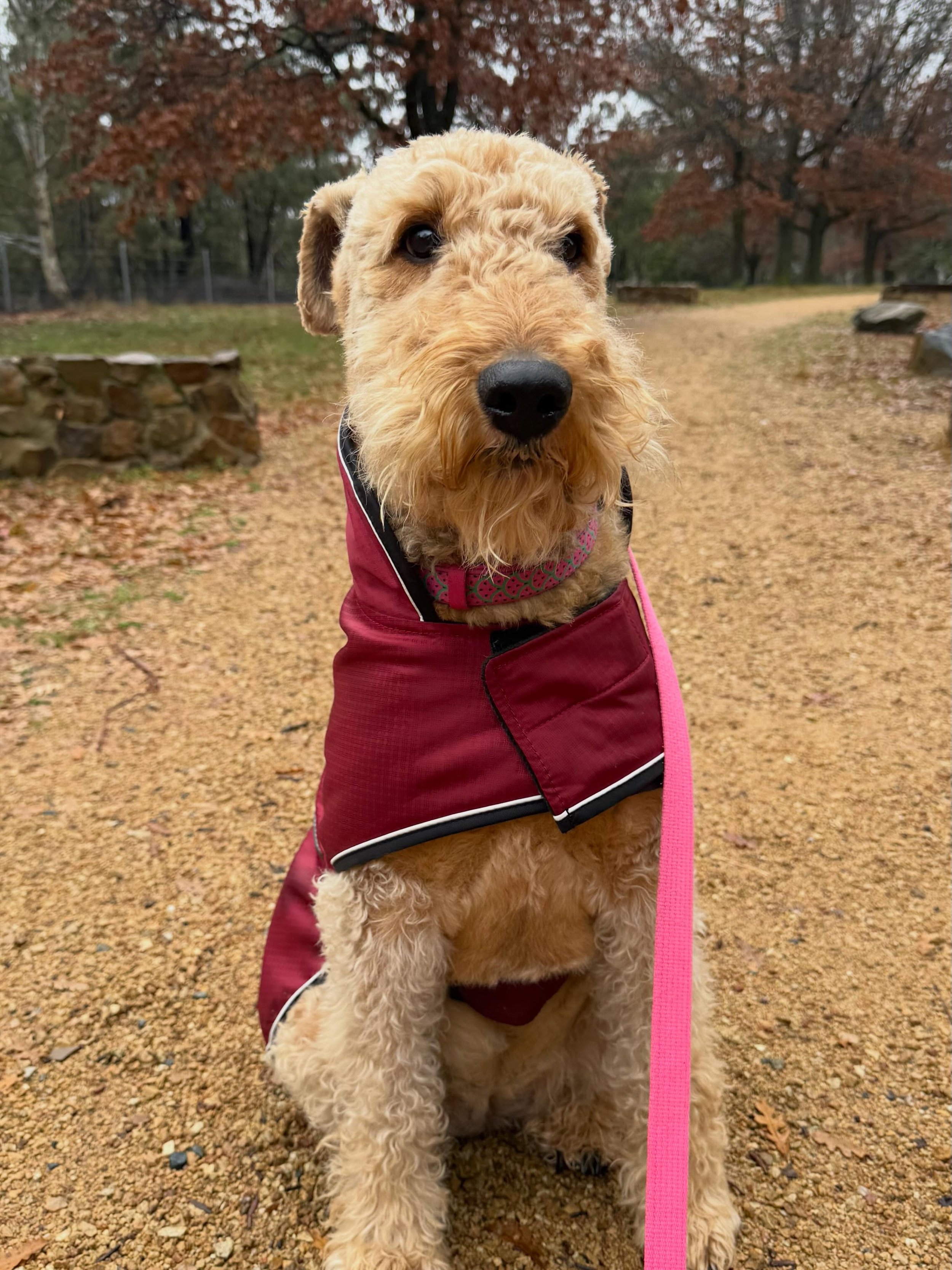 The rain stop just in time for Poppy&rsquo;s walk.