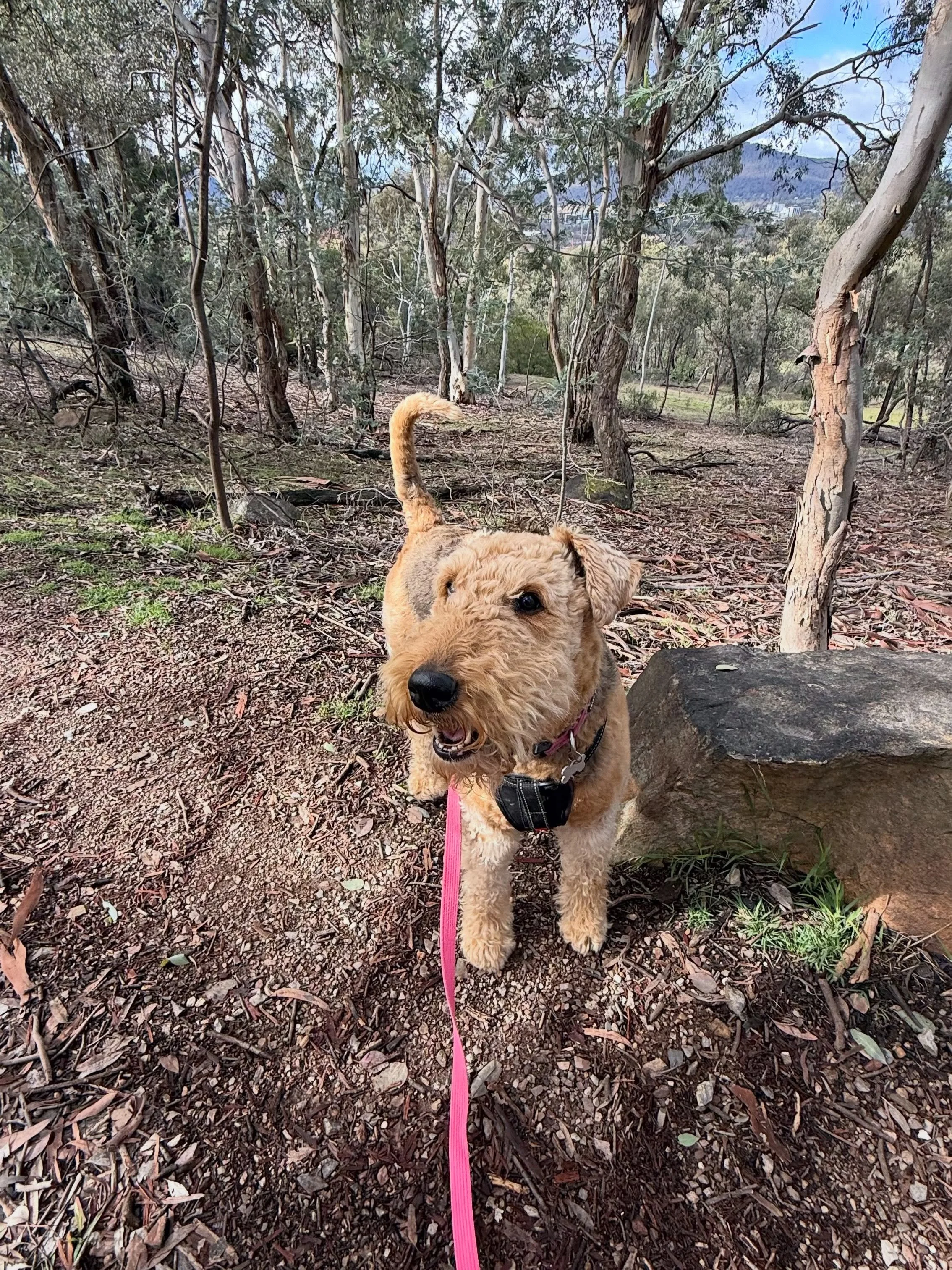 Poppy exploring O&rsquo;Connor Ridge this morning.