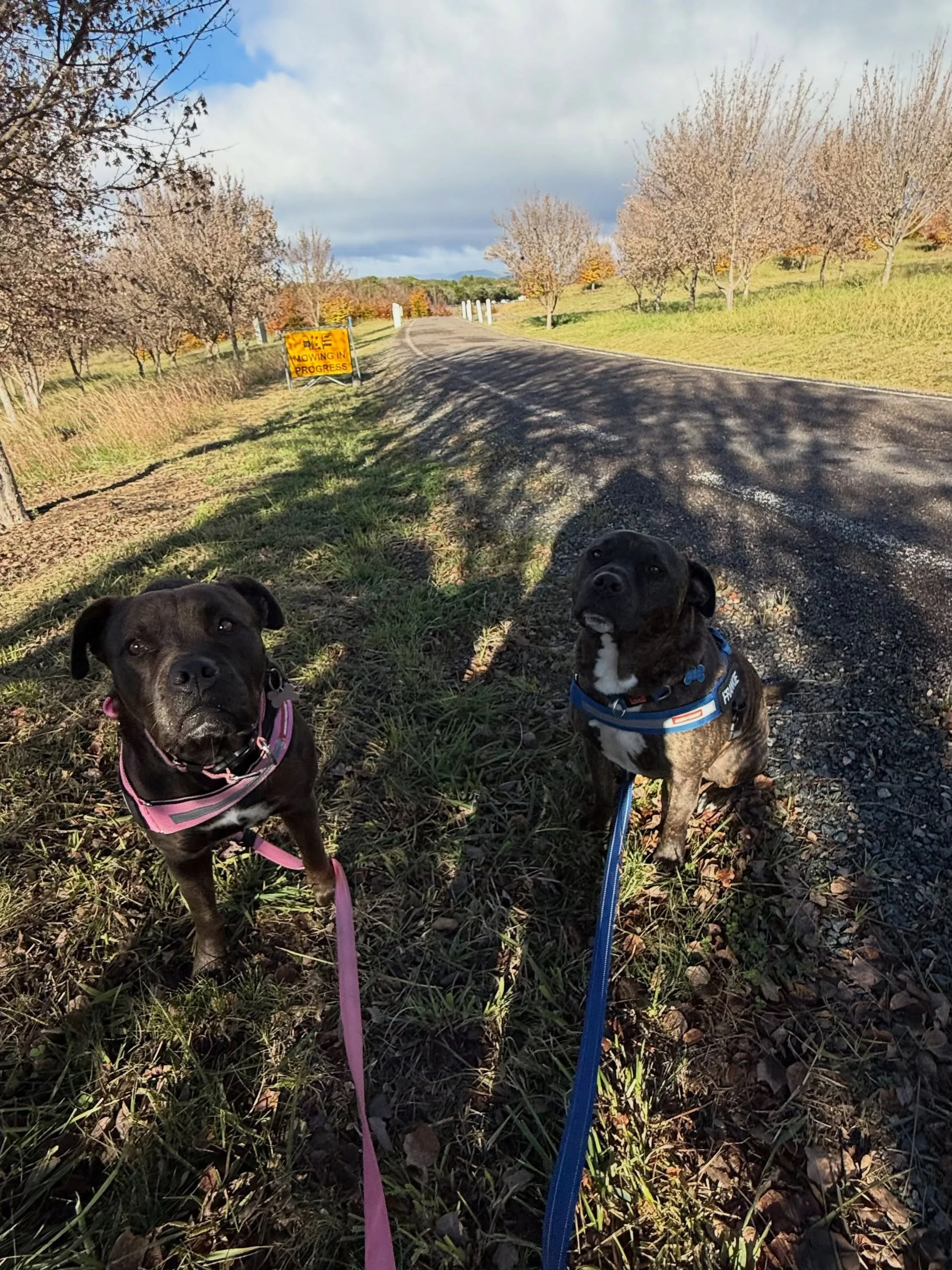 Maya &amp; Frankie exploring around Arboretum this morning.