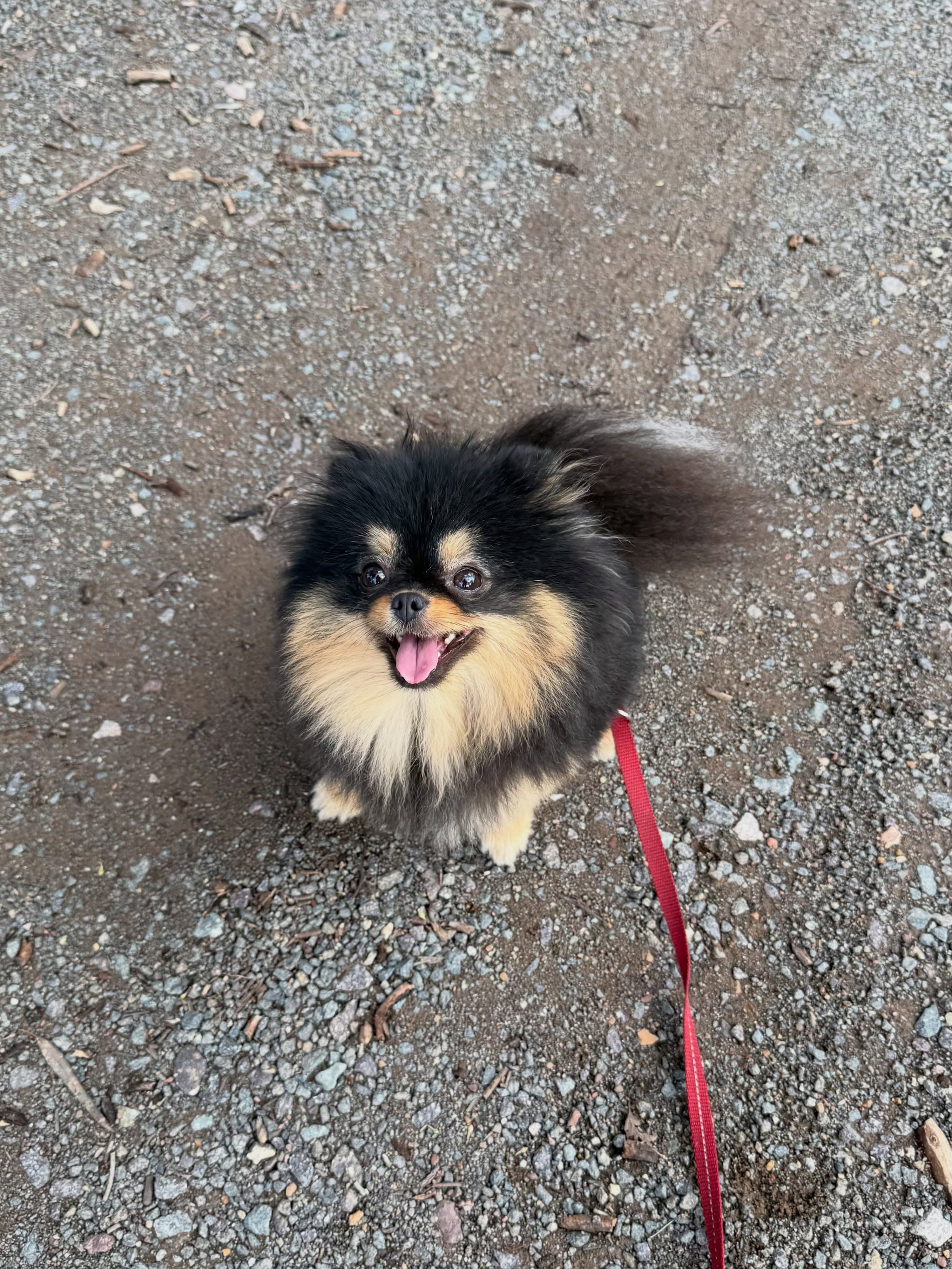 Daphne strolling around her suburb this afternoon.