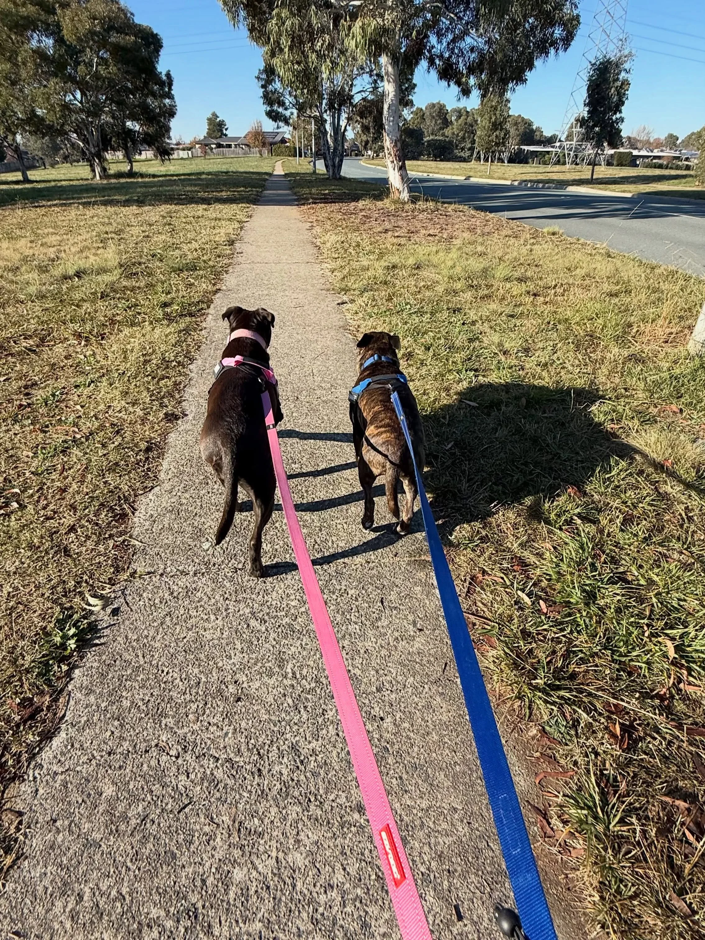 Maya &amp; Frankie enjoying a fresh morning walk.