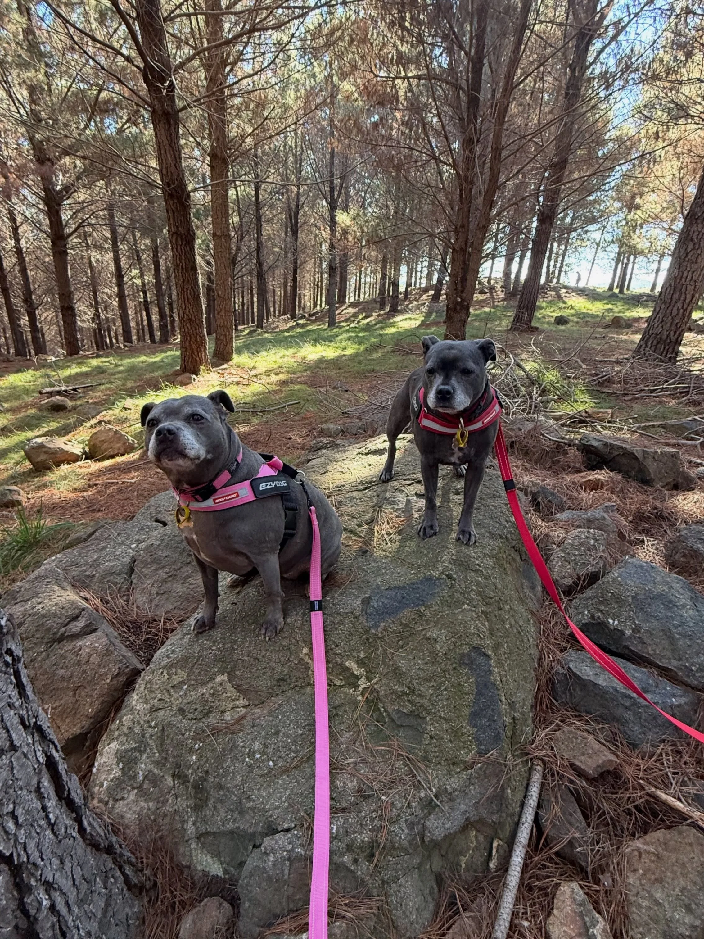 Took my girls, Zara &amp; Mya to explore the Arboretum this afternoon. Plenty of sniffs, fresh air, and adventure!