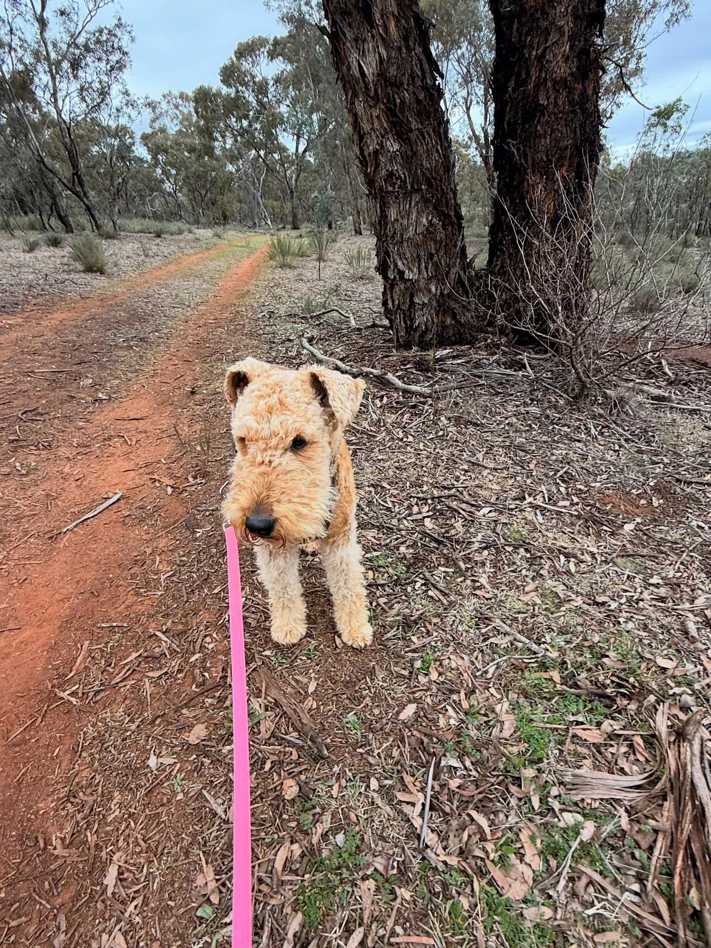 Poppy ran into her friend Jarrah while out on her walk today.