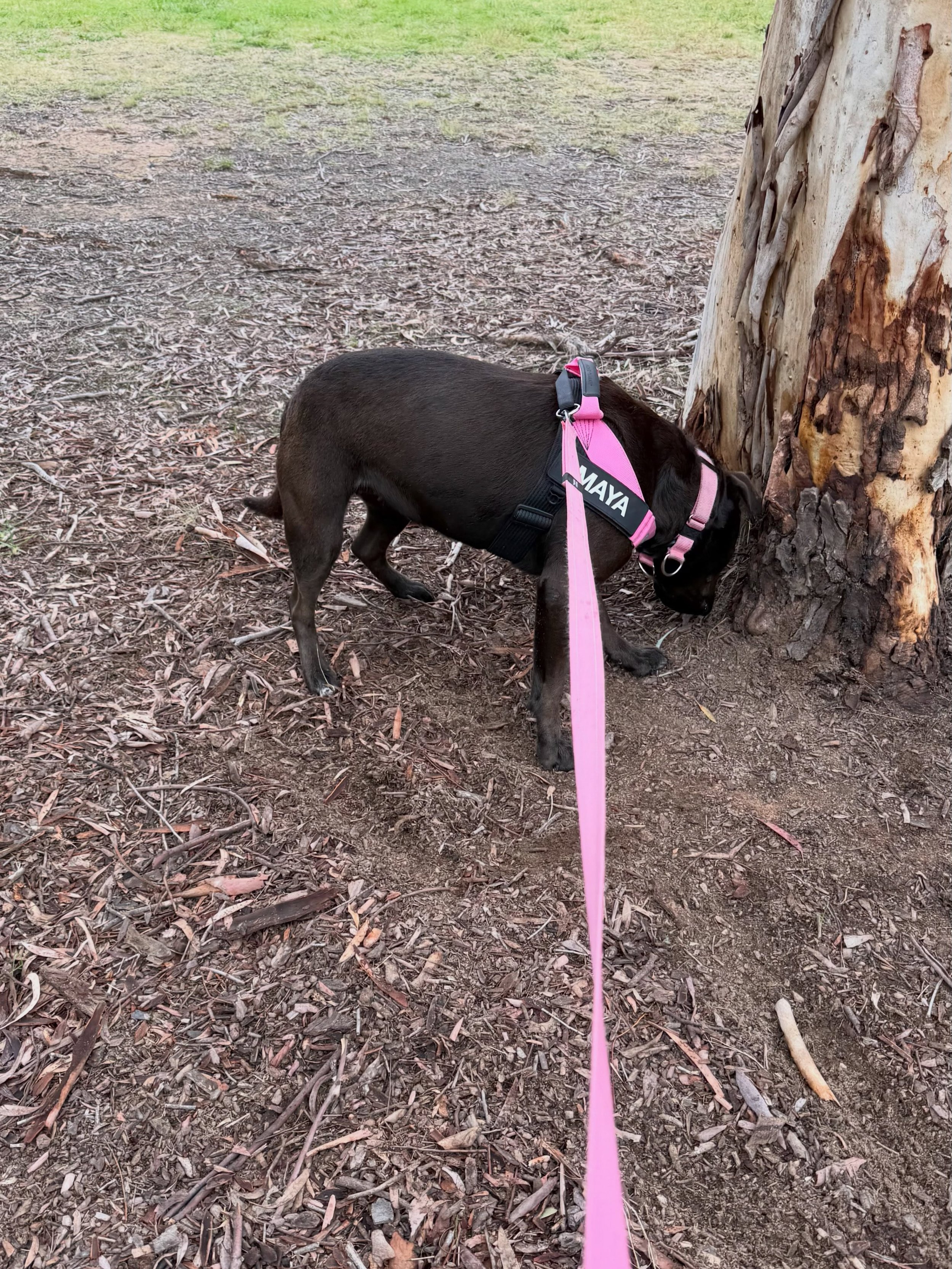 Frankie &amp; Maya were happy the rain stopped, to enjoy a stroll at Umbagong District Park.