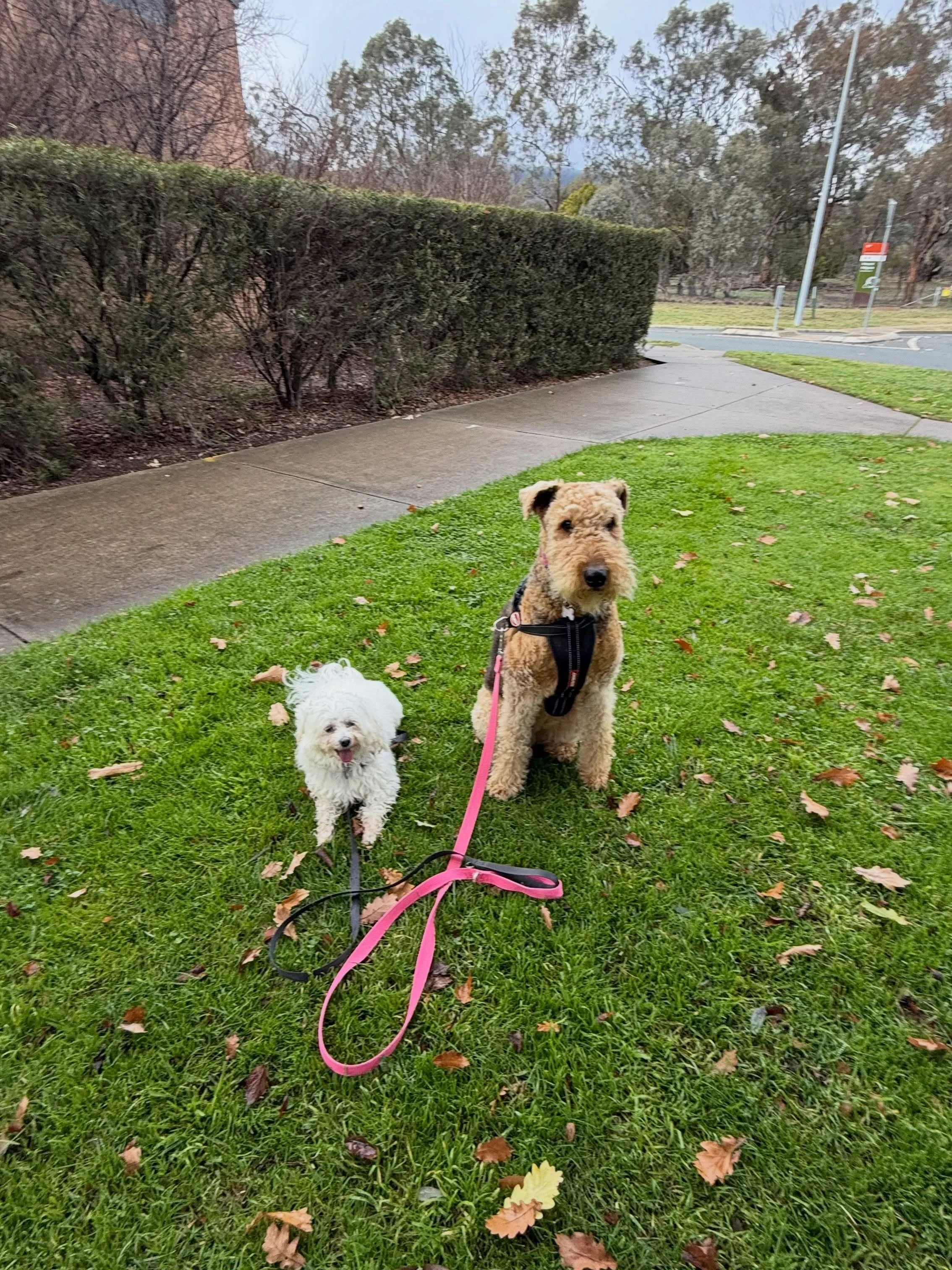 Poppy &amp; Ted having a nice stroll around the suburb, Prince exploring Oakey Hill &amp; Daphne exploring Gossan Hill.