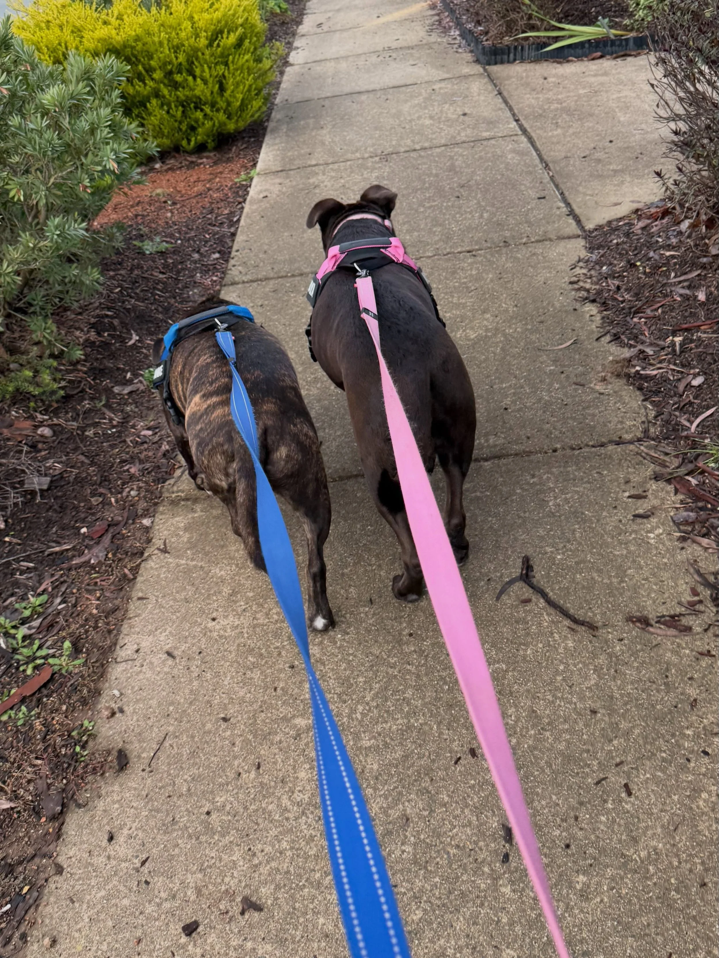 Maya &amp; Frankie exploring around their suburb &amp; Maya spotted the roos.
