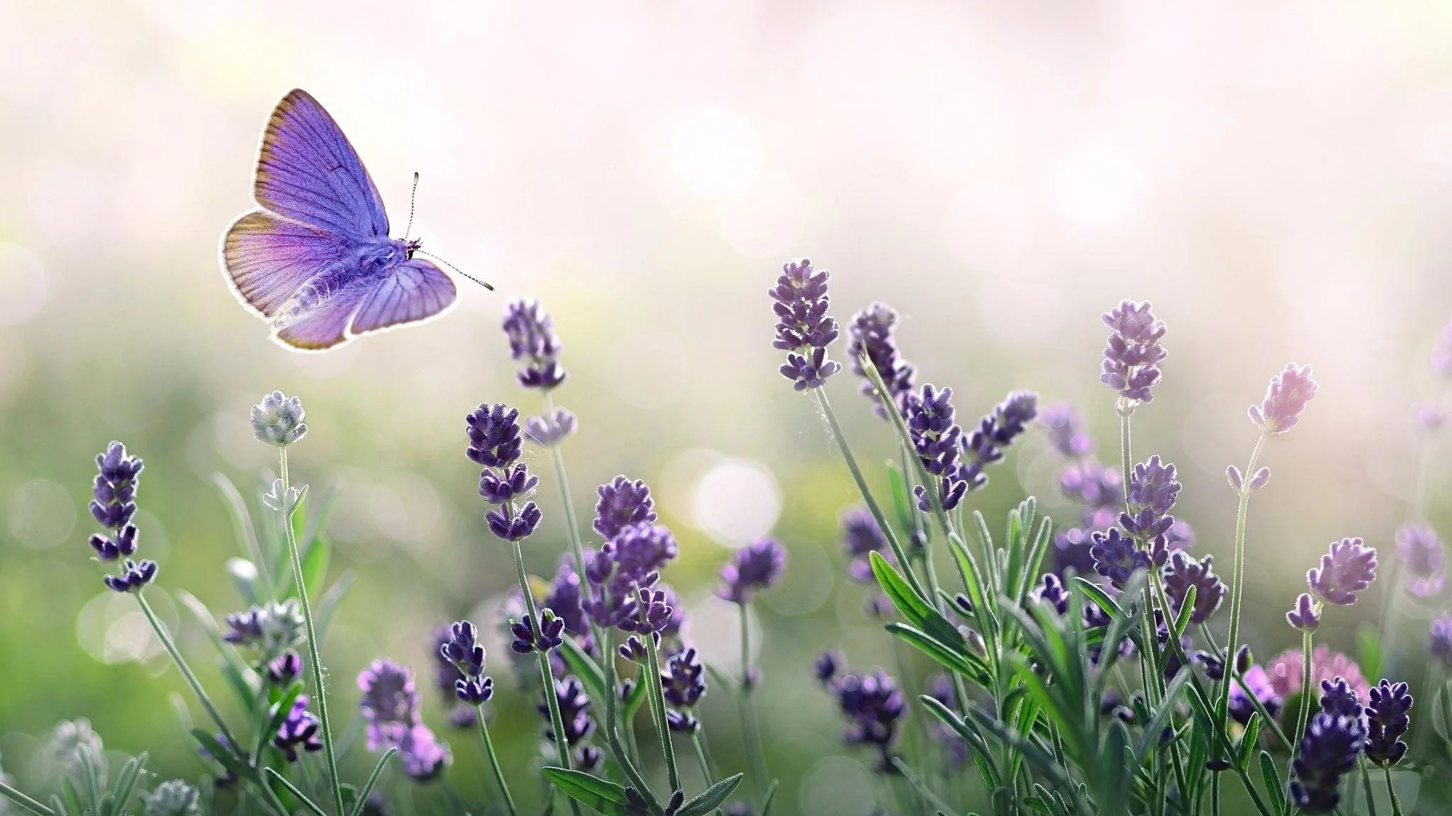 A purple butterfly flying above blooming lavender flowers with a soft, blurred background.