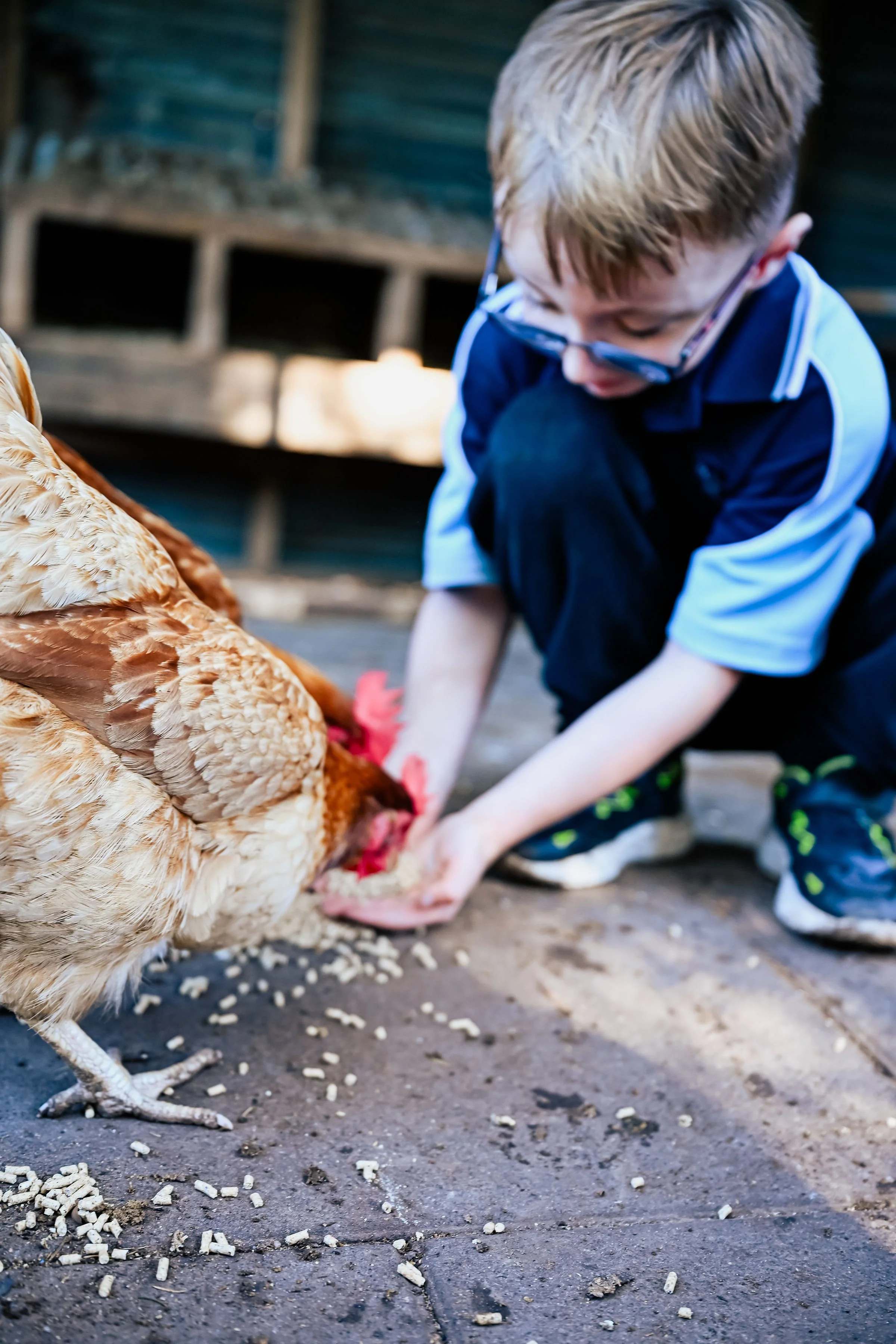 A young boy with glasses kneels on the ground feeding a chicken.