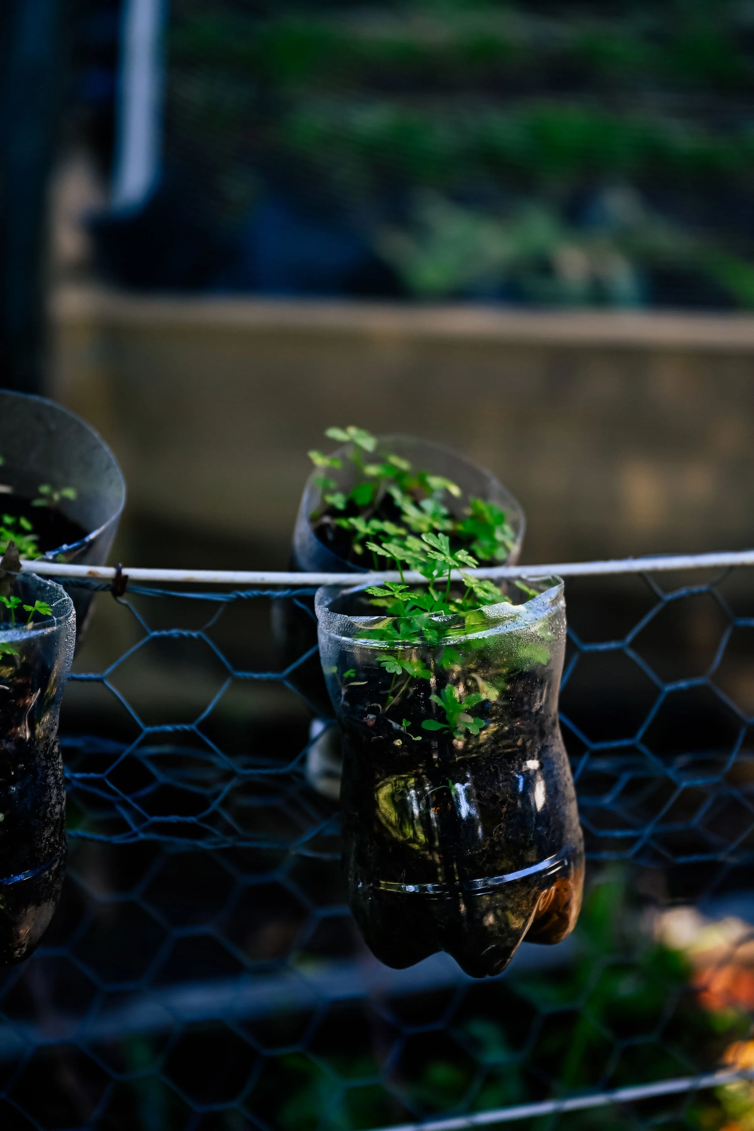 Small plants growing in clear plastic bottles attached to a wire fence with a background of green foliage.