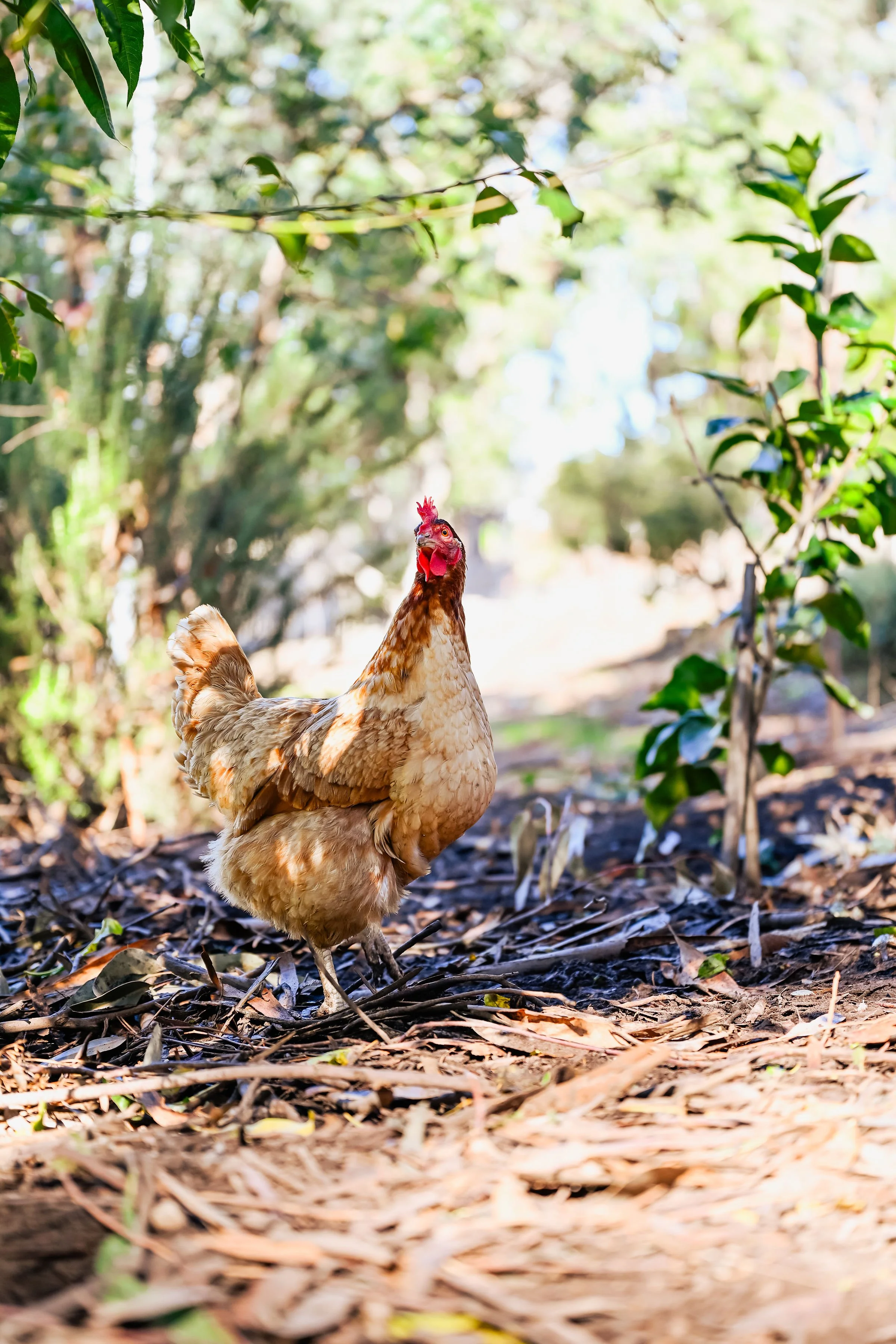 A close-up of a chicken standing on leaf-covered ground in a wooded outdoor area with trees and greenery in the background.