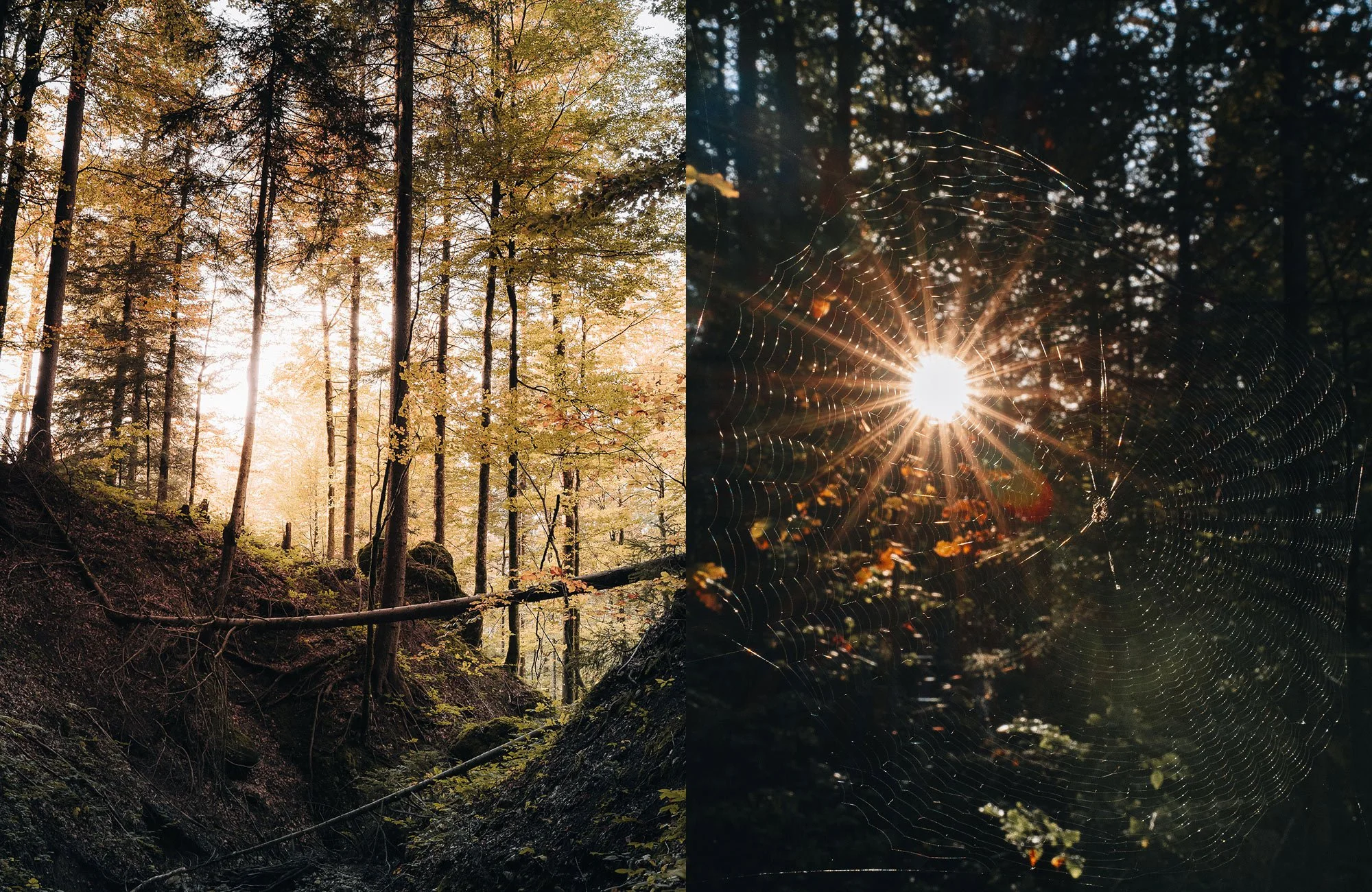 Durch Wald und Wiese 