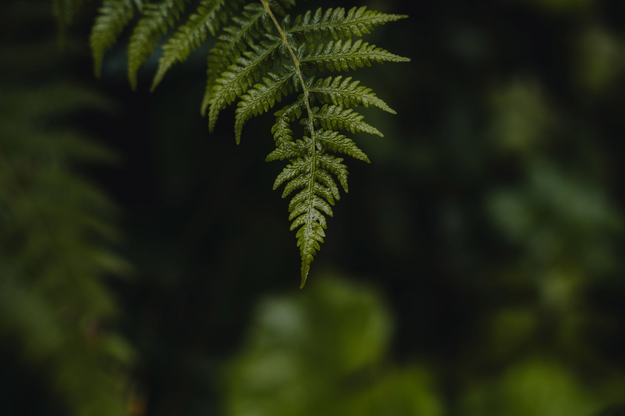 Die Natur in ihrer schönsten Form