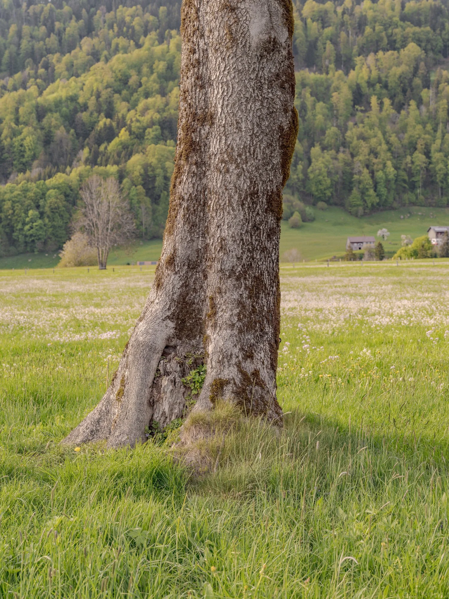 Nahaufnahme eines Baumstamms in einer Wiese mit Häusern im Hintergrund und einem bewaldeten Hügel.