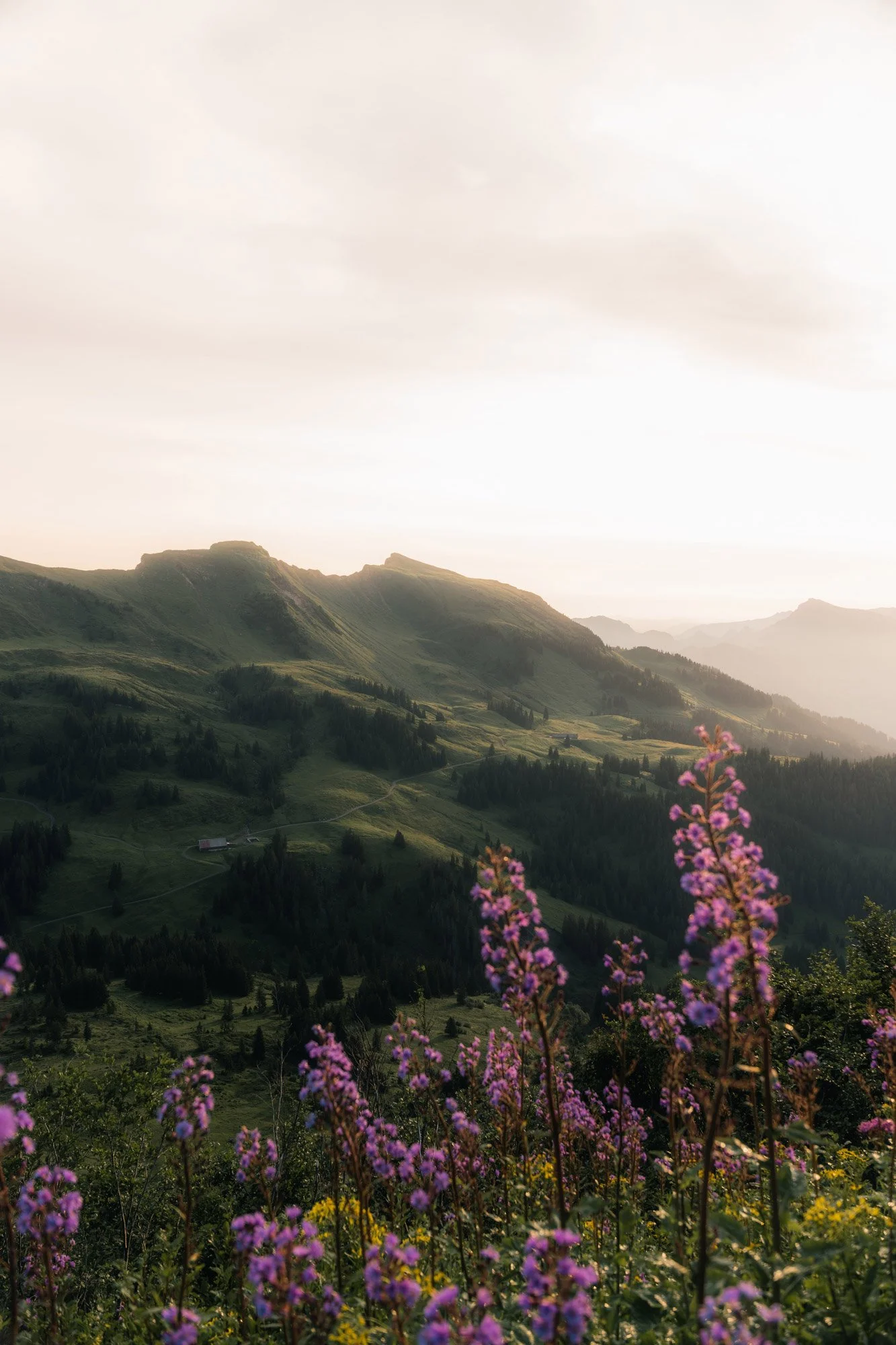 Berge und grüne Hügellandschaft bei Sonnenaufgang, mit pinken Blumen im Vordergrund.