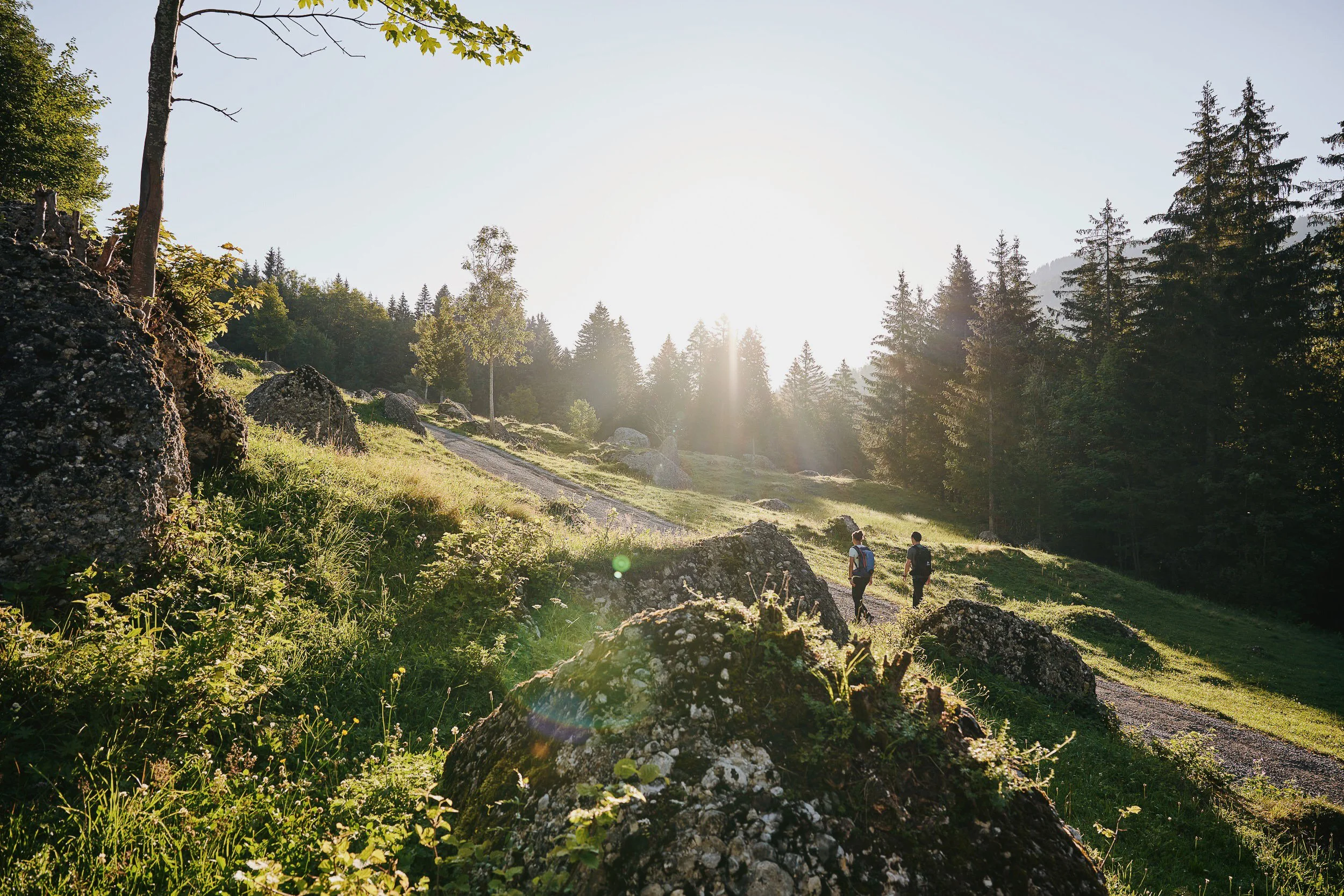 Zwei Wanderer gehen auf einem Waldweg durch eine sonnige, grüne Landschaft mit Bäumen und Felsen.