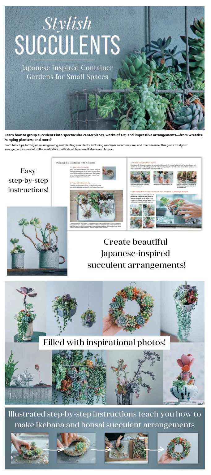 Stylish Succulents.jpg