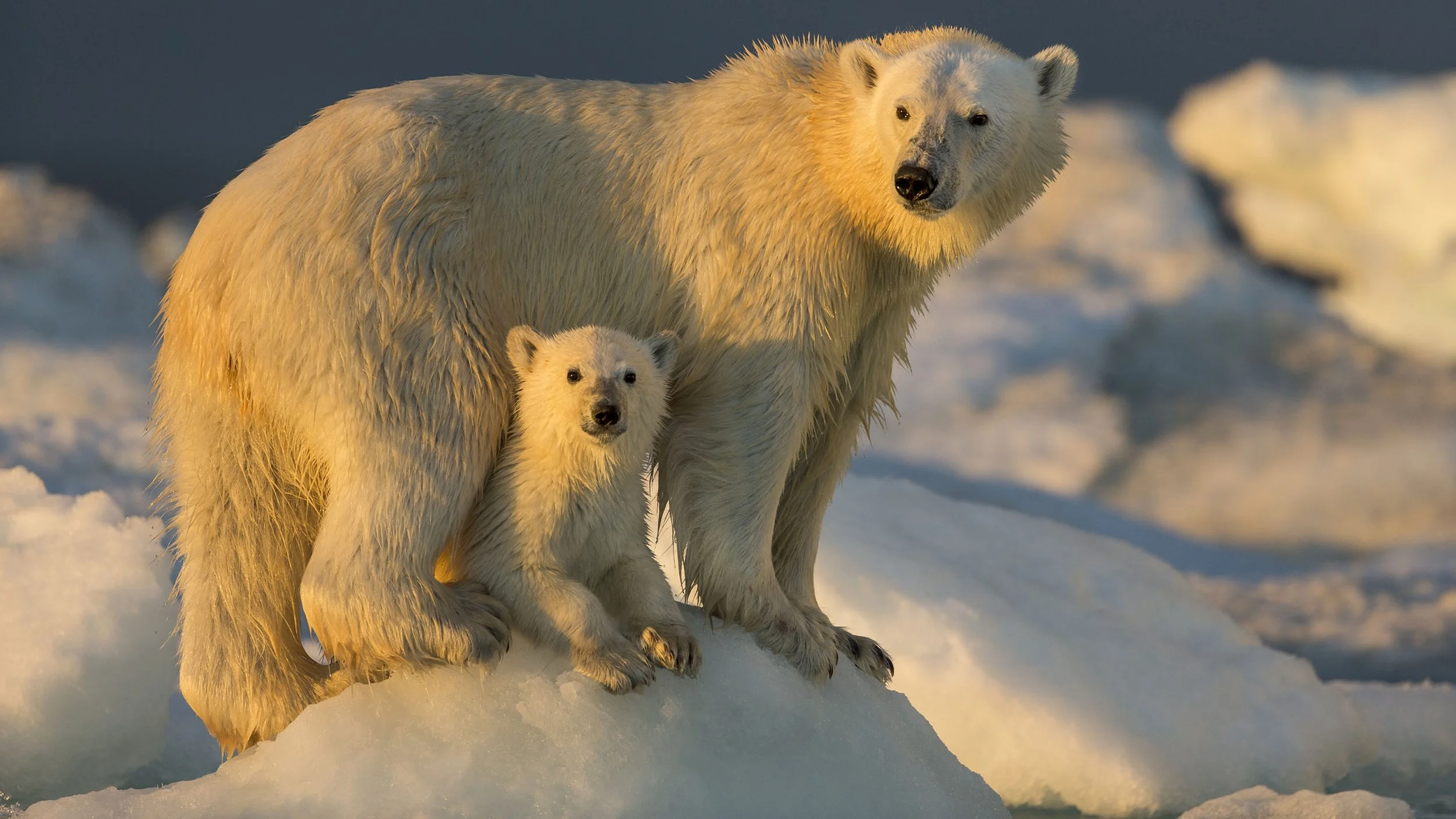 Mother and Cub