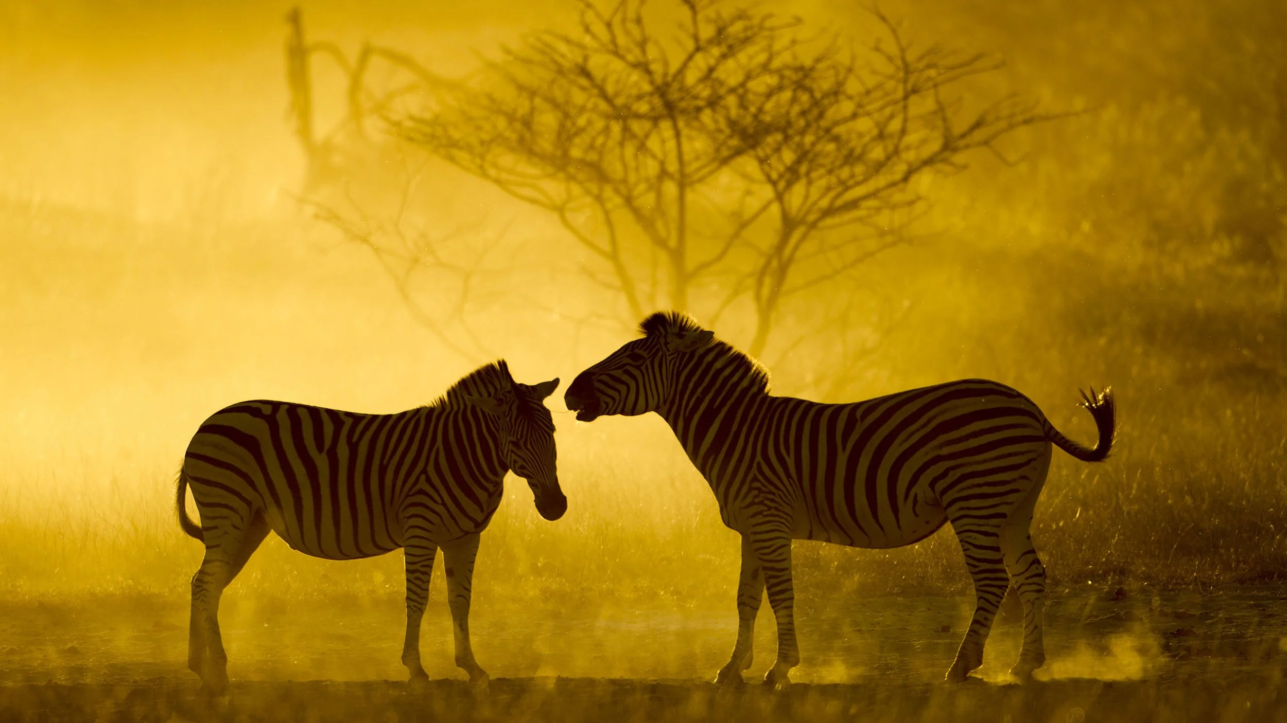 OKAVANGO | WETLAND DESERT OF BOTSWANA