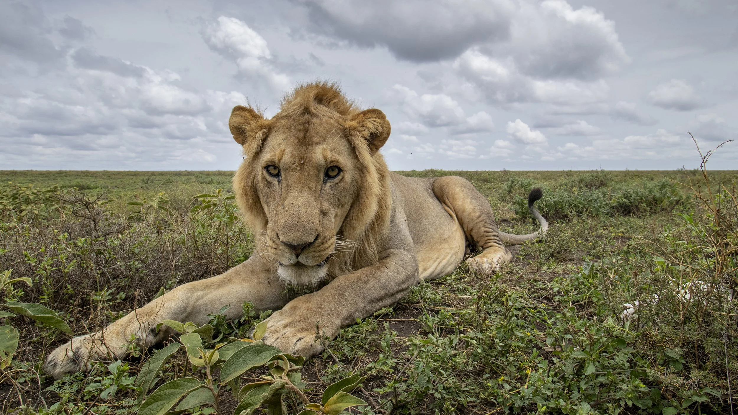 DEATH IN THE TALL GRASS | LIONS OF AFRICA