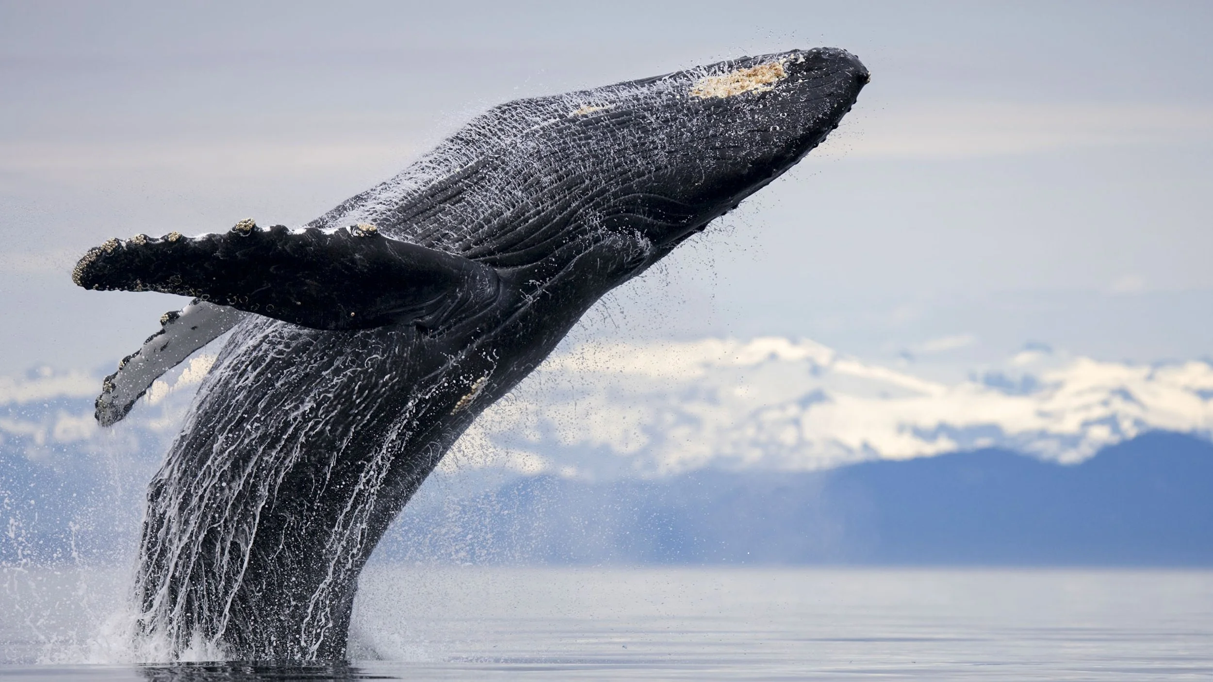 WHALE SONGS | ALASKA, HAWAII, TONGA