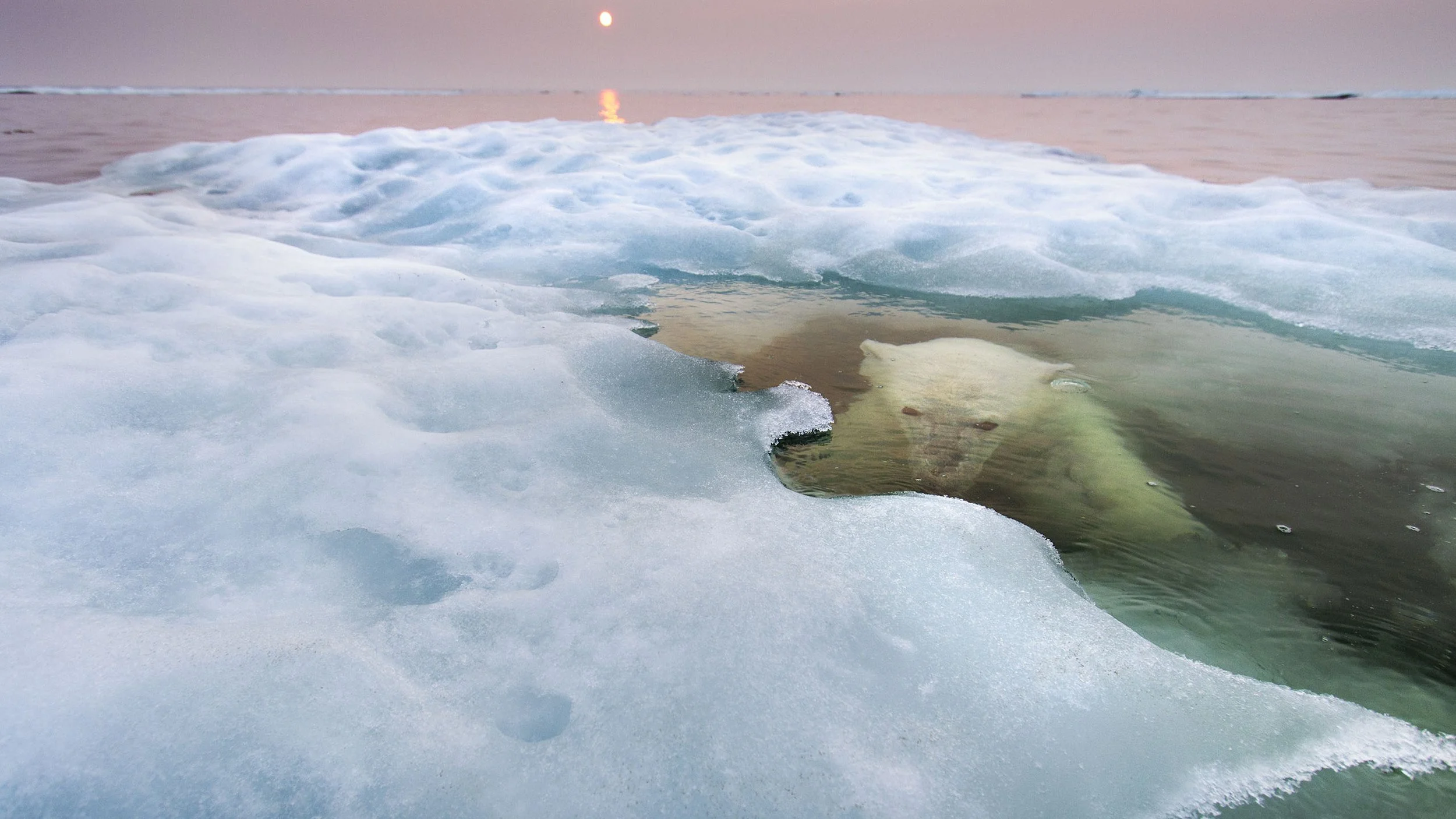 The Ice Bear