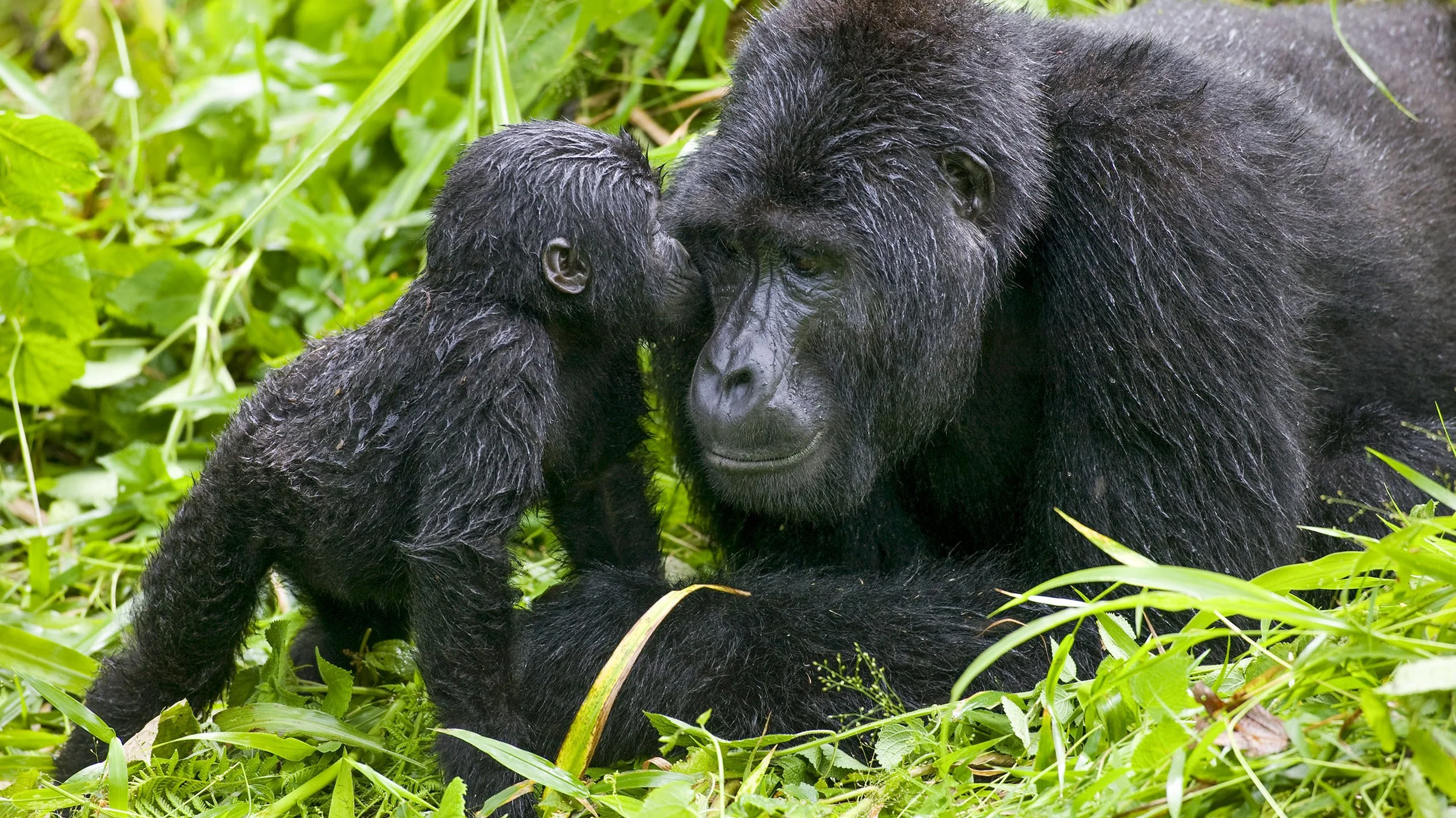 Silverback Kiss