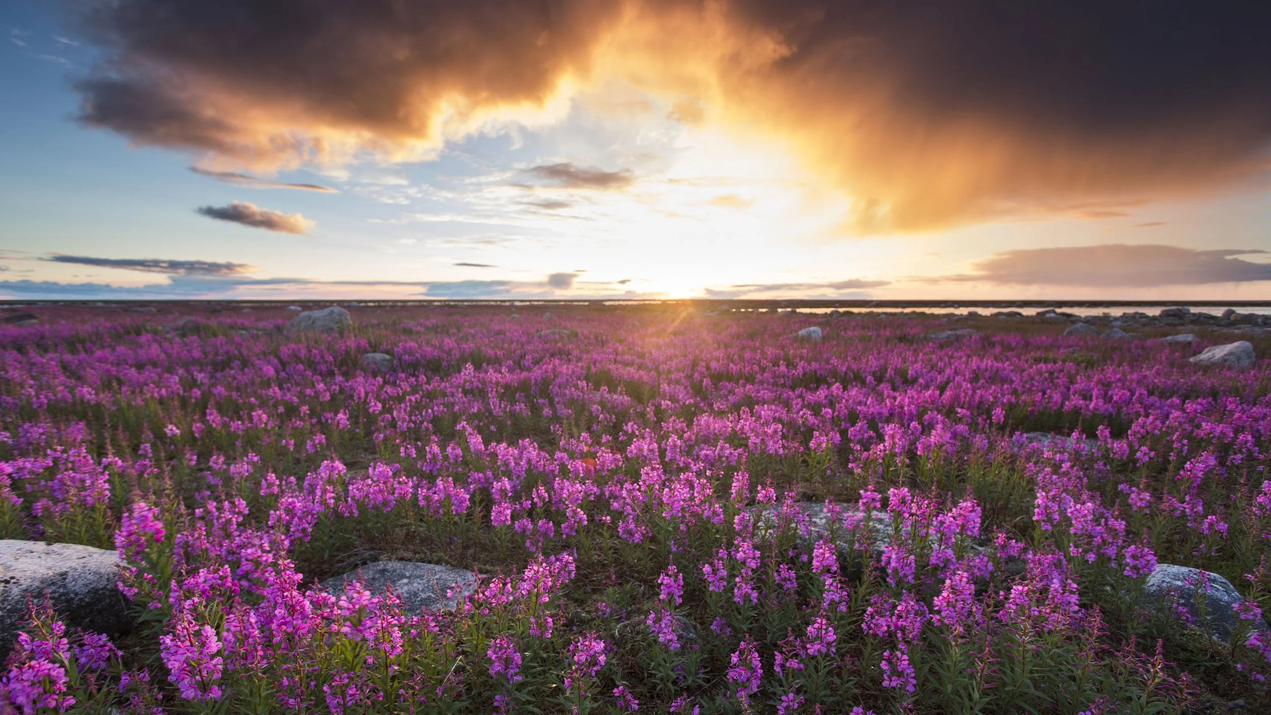 Fireweed Sunset