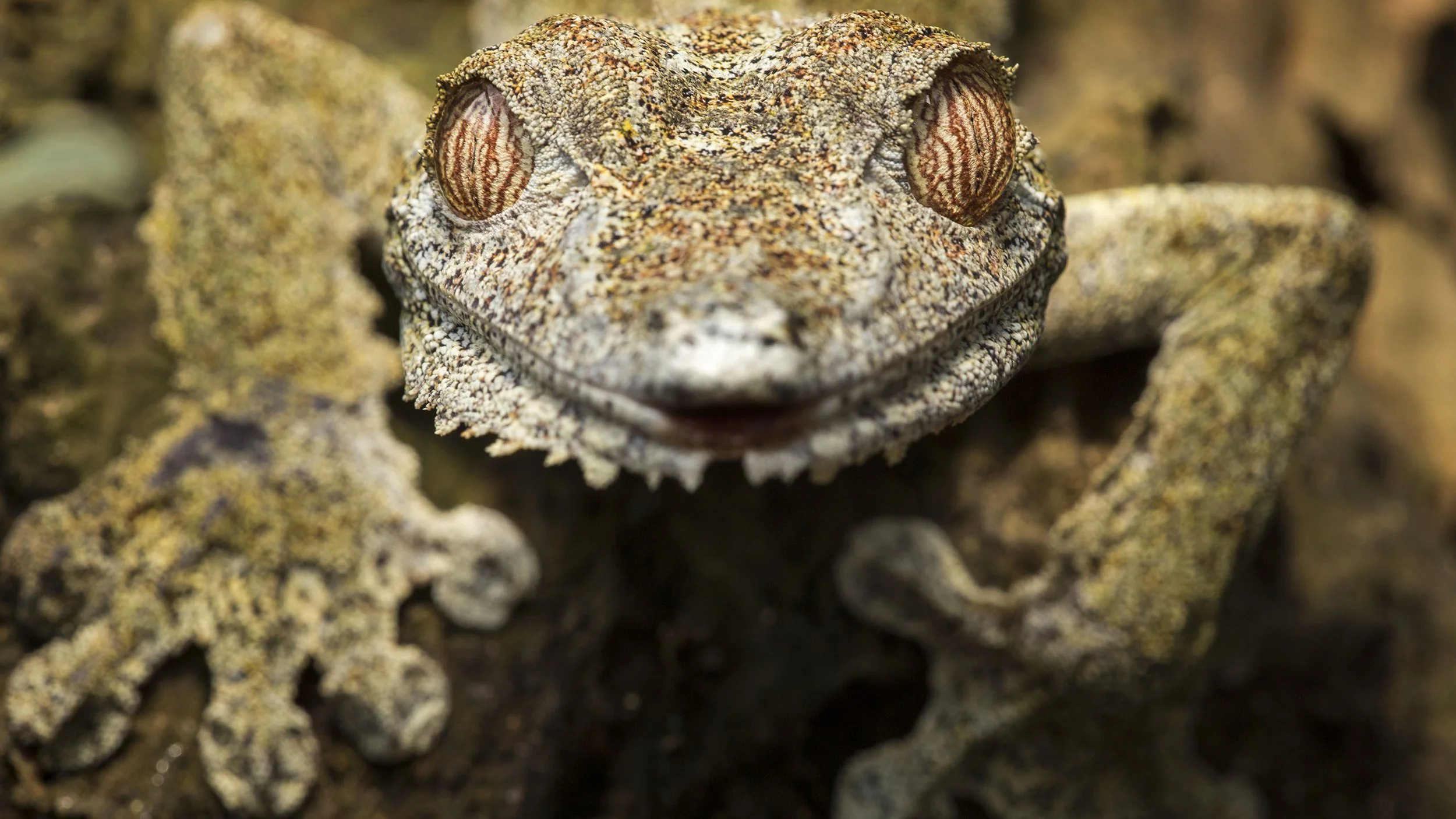 THE EIGHTH CONTINENT | MADAGASCAR
