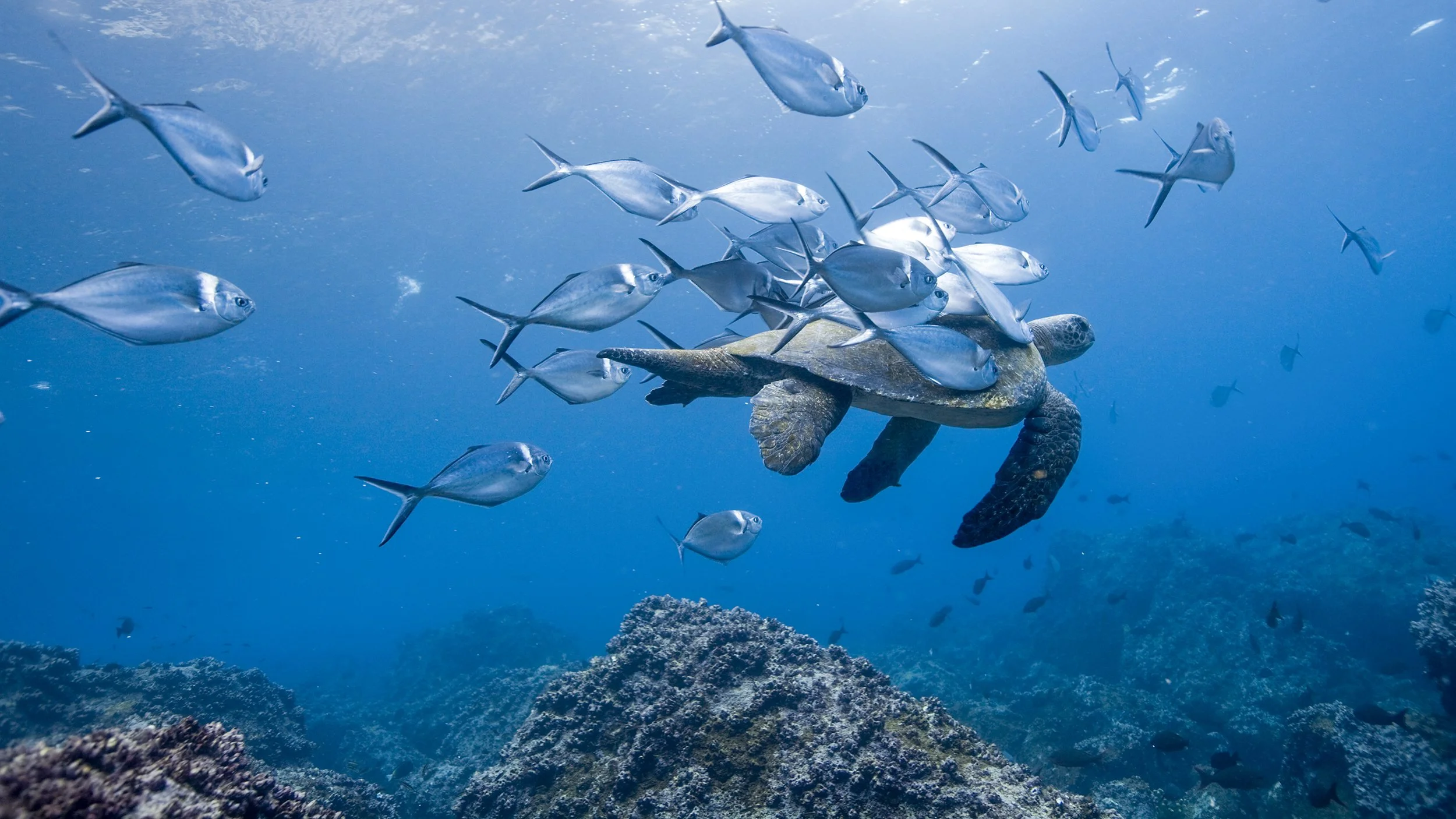 DARWIN'S ISLANDS | THE GALAPAGOS
