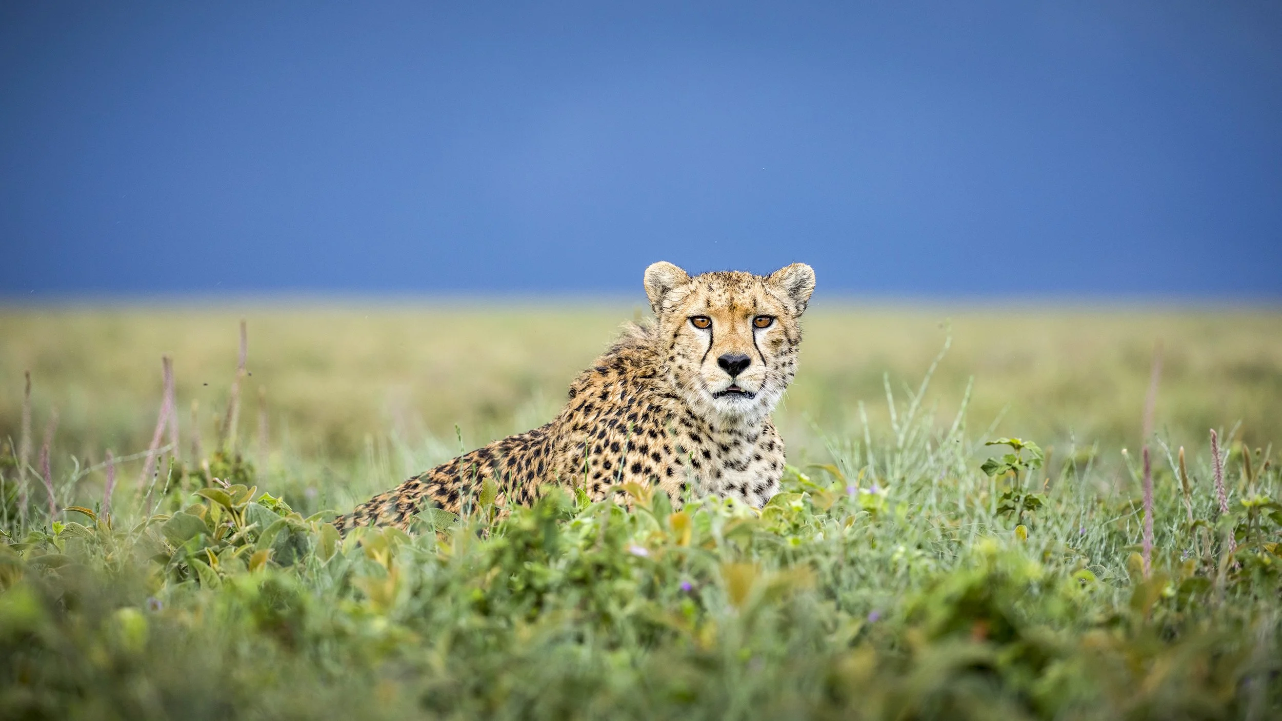 BEAUTIFUL KILLERS | AFRICAN CHEETAH